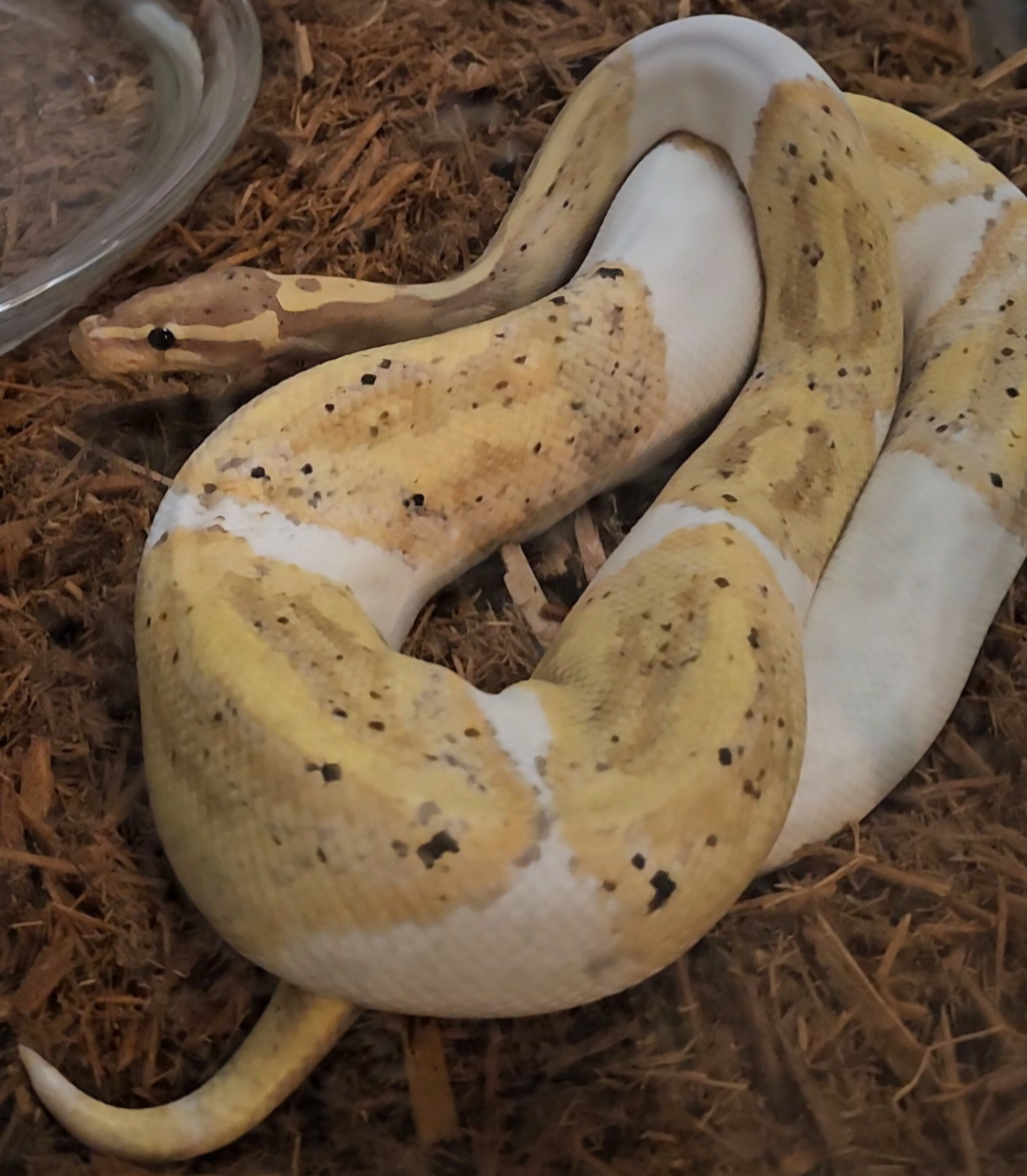 Banana pied w/hets (male) image 4