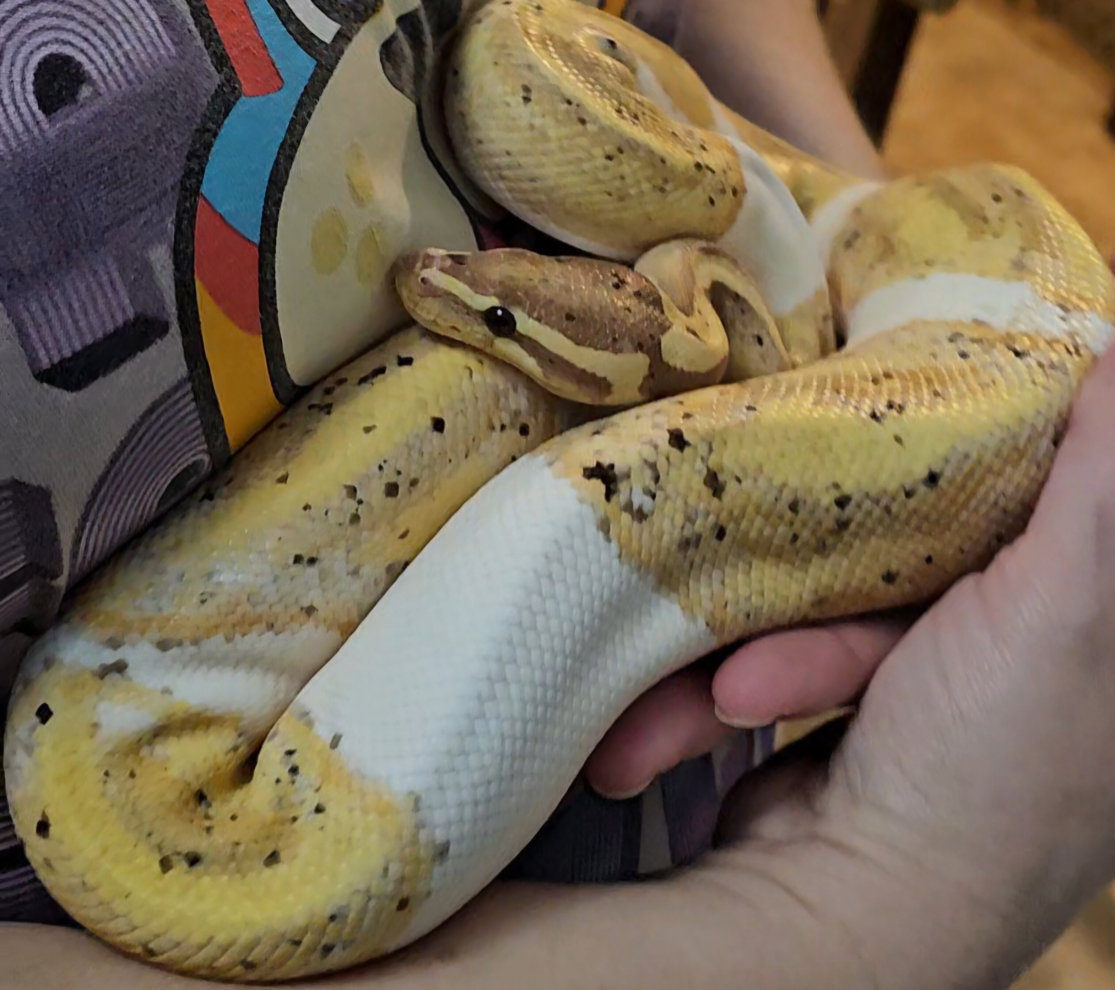 Banana pied w/hets (male) image 3