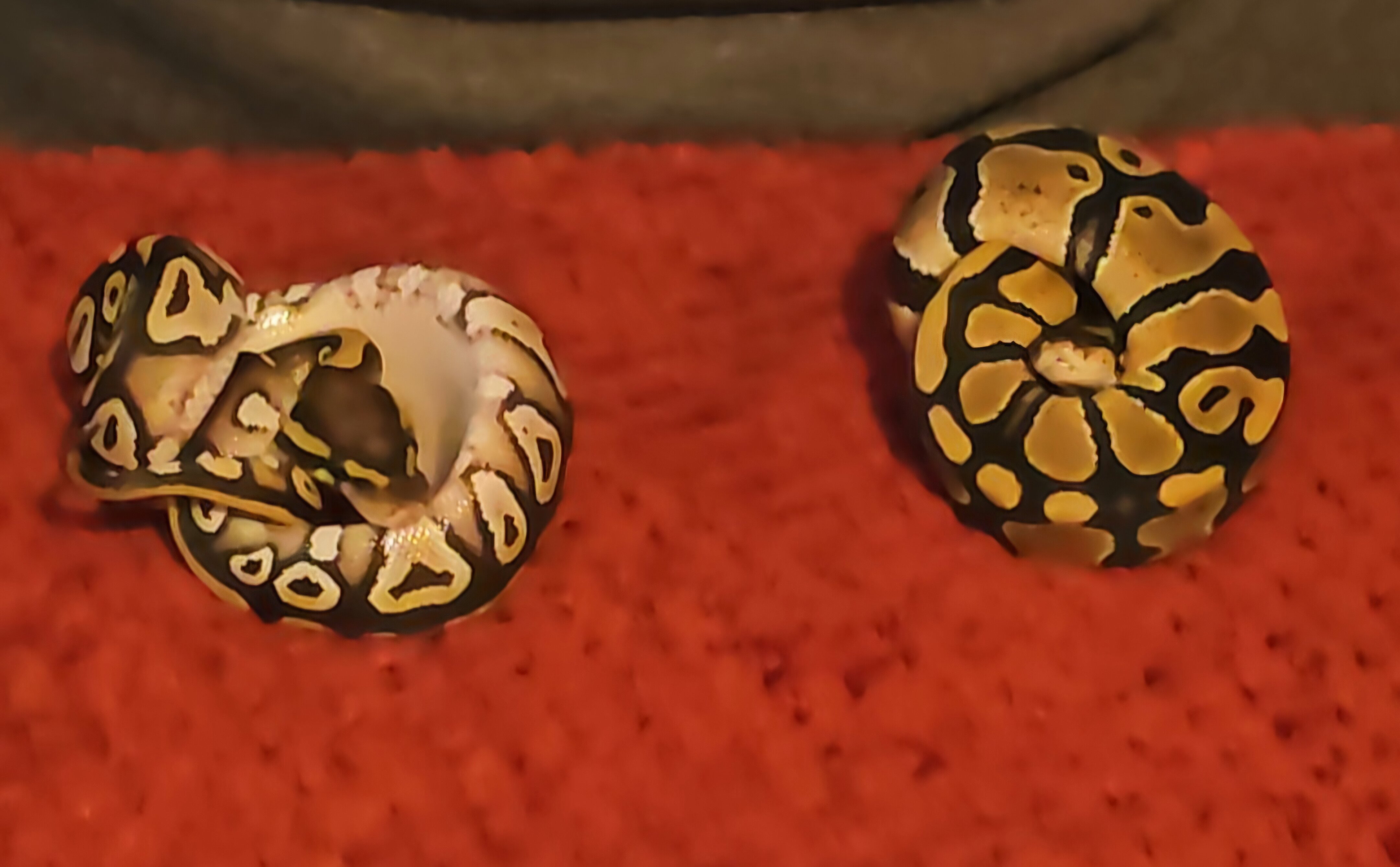 2 baby Ball pythons image 4