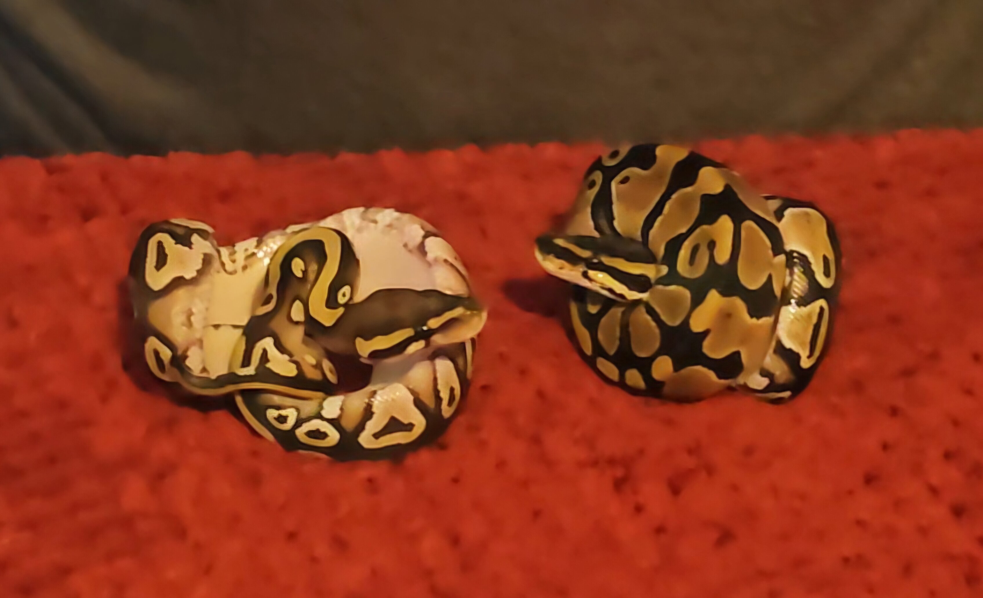 2 baby Ball pythons image 3