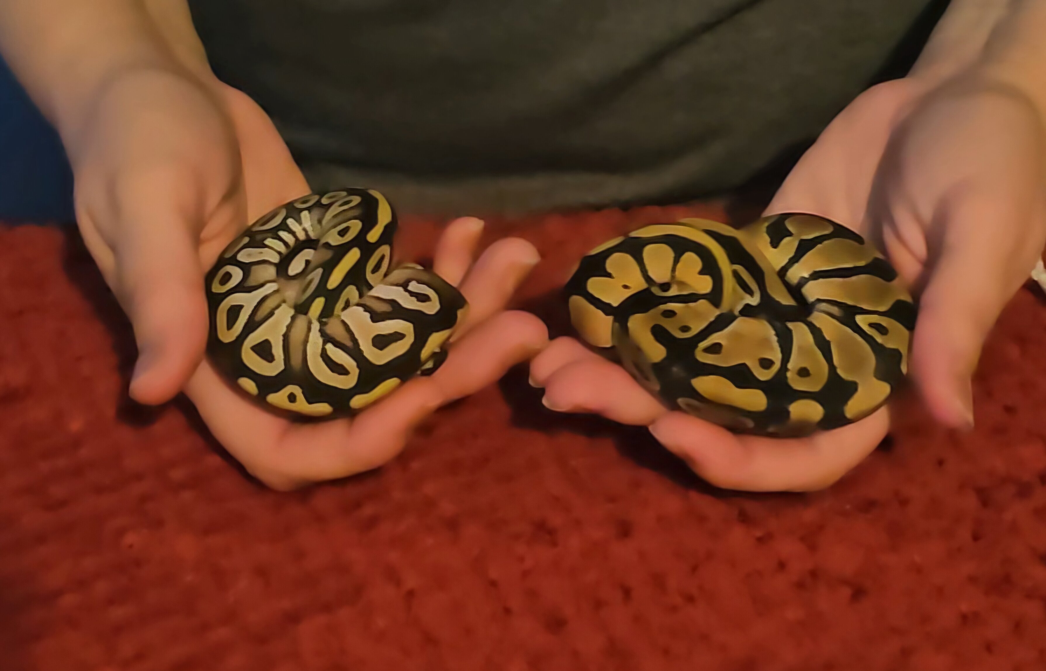 2 baby Ball pythons image 2
