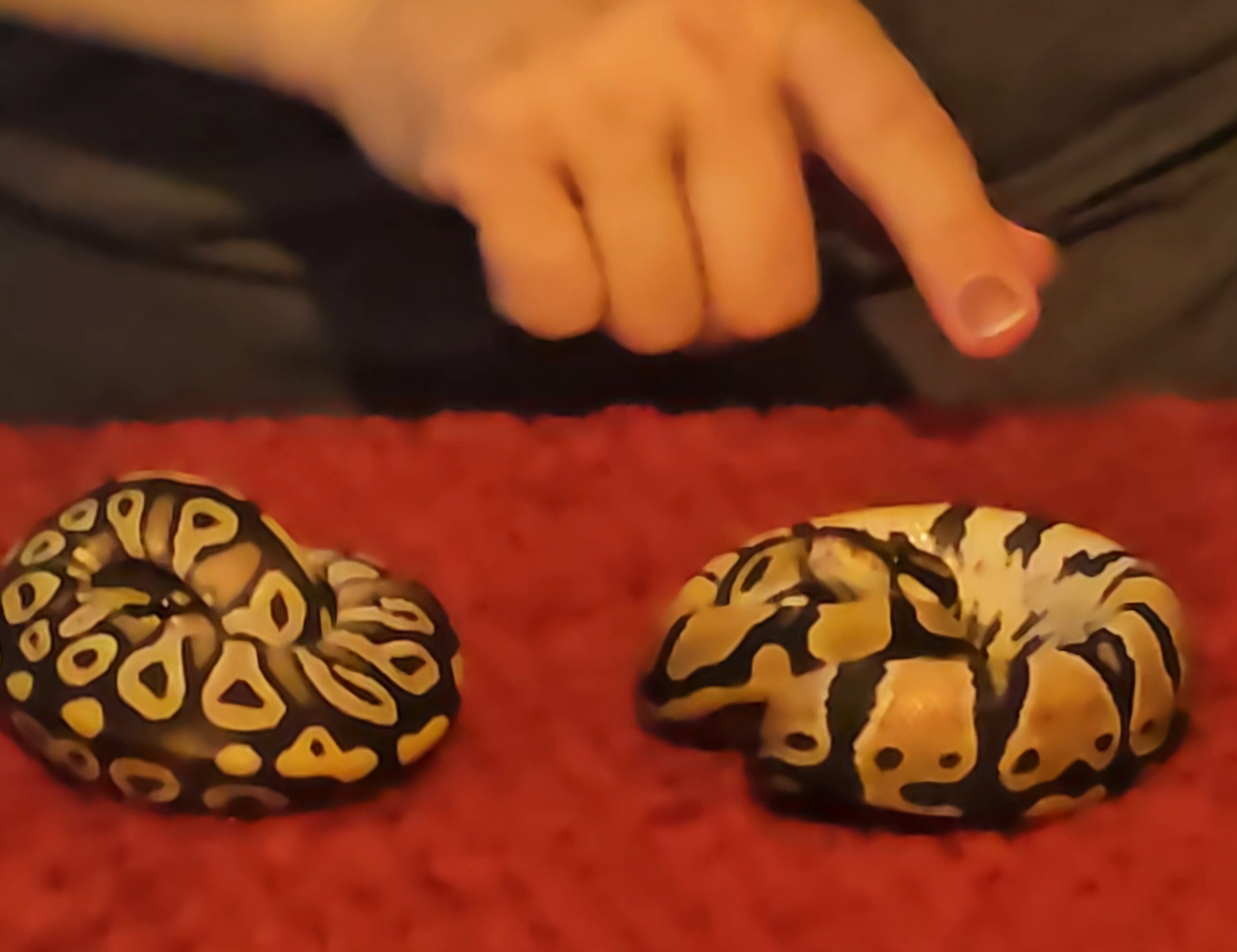 2 baby Ball pythons image 1