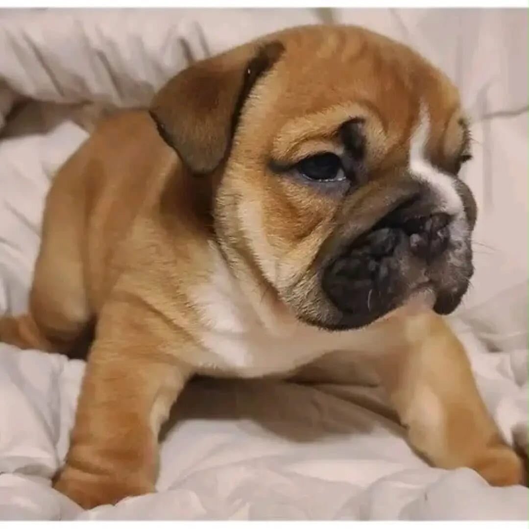 Jon – The Adorable English Bulldog Puppy image 1