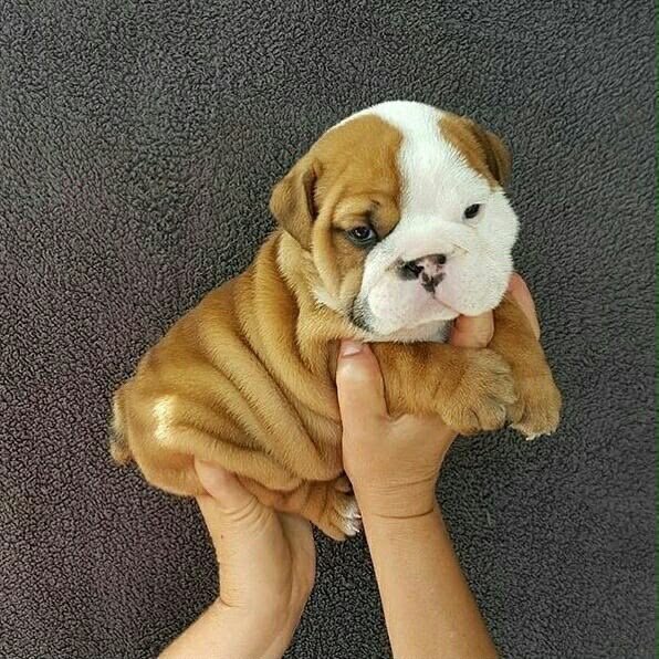 Nick – The Handsome Male English Bulldog Puppy! image 1