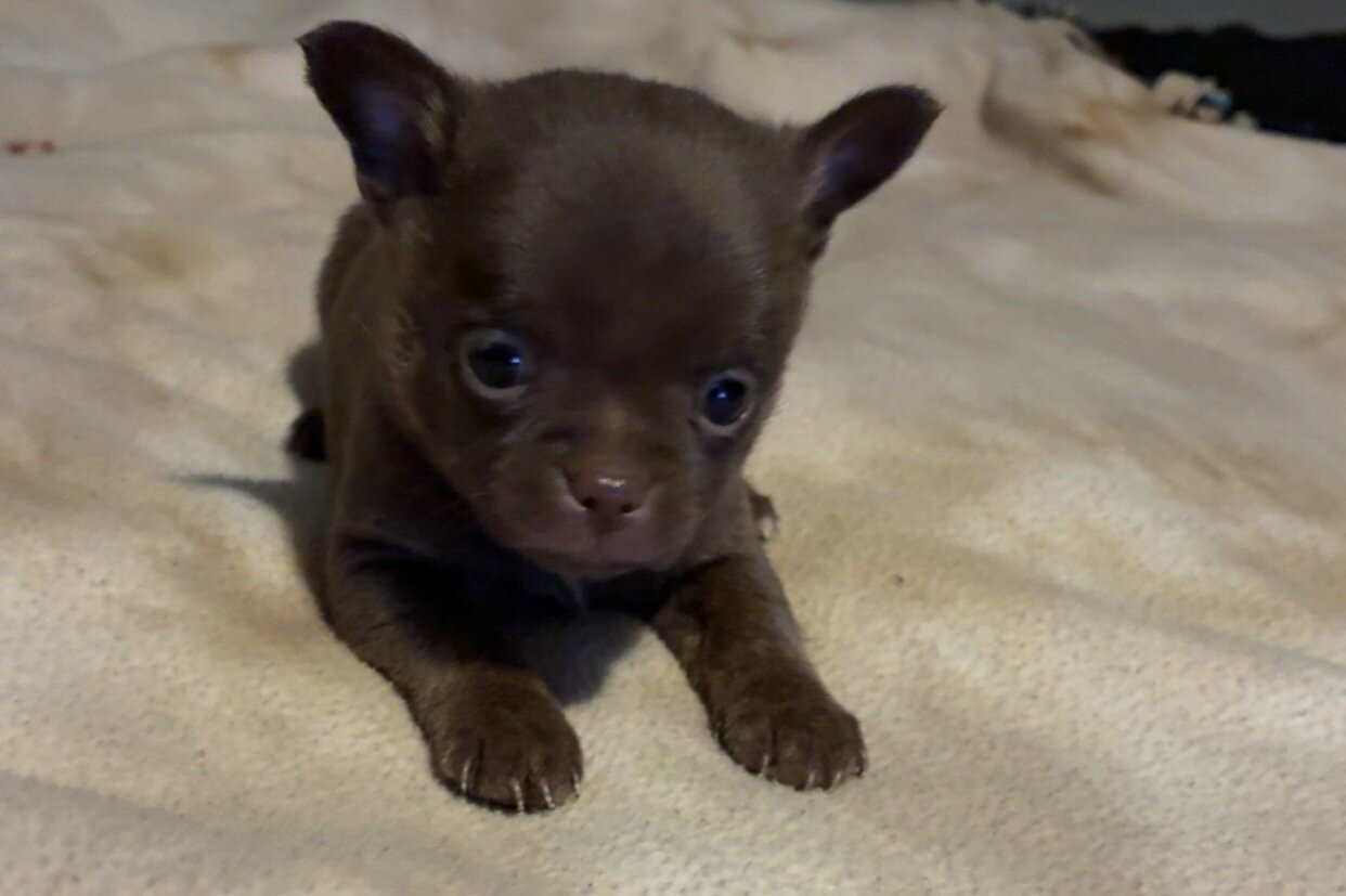 Chihuahua puppy image 1