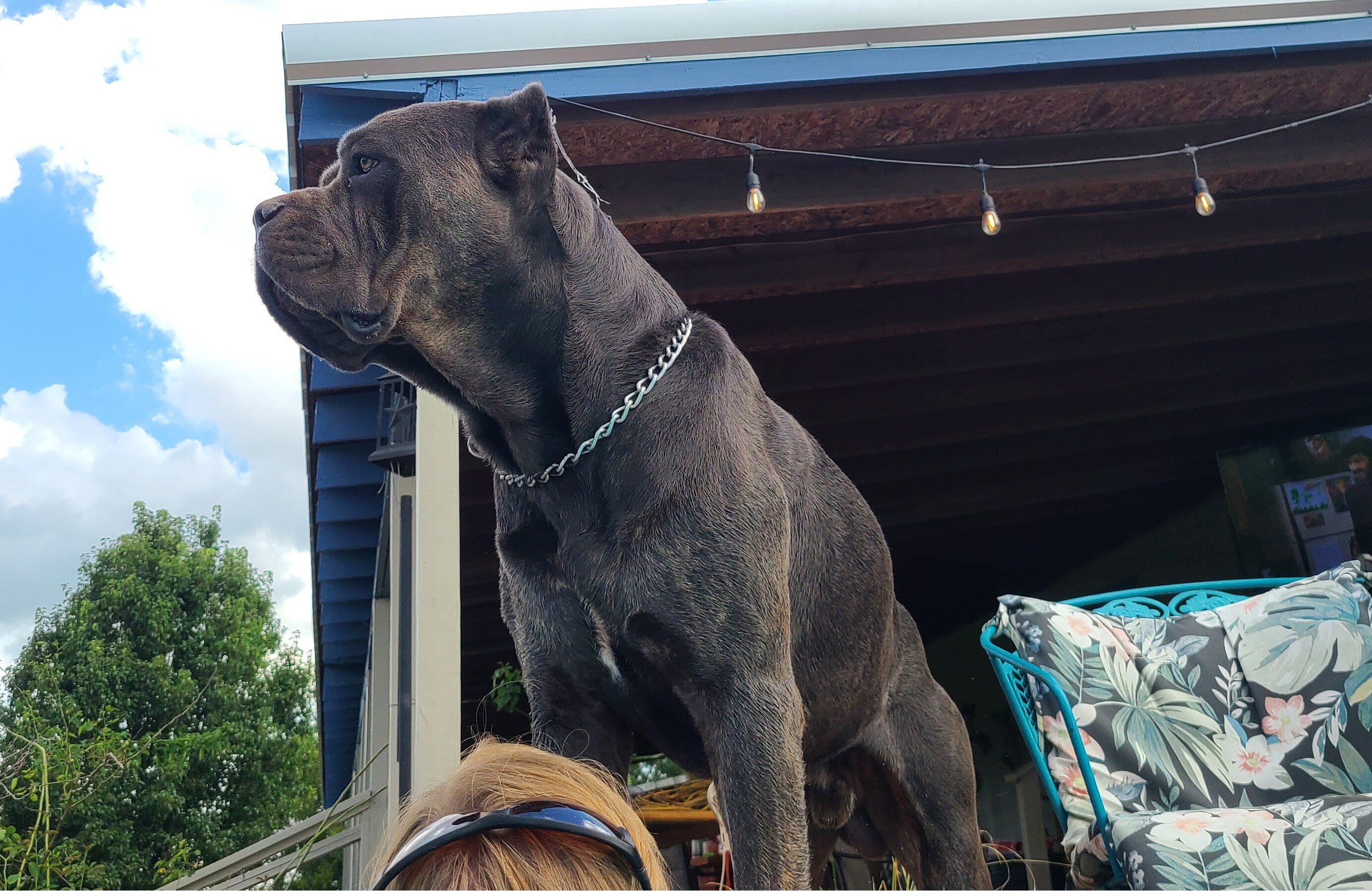 Cane corso puppiesBeautiful AKC & ICCF Registered image 4
