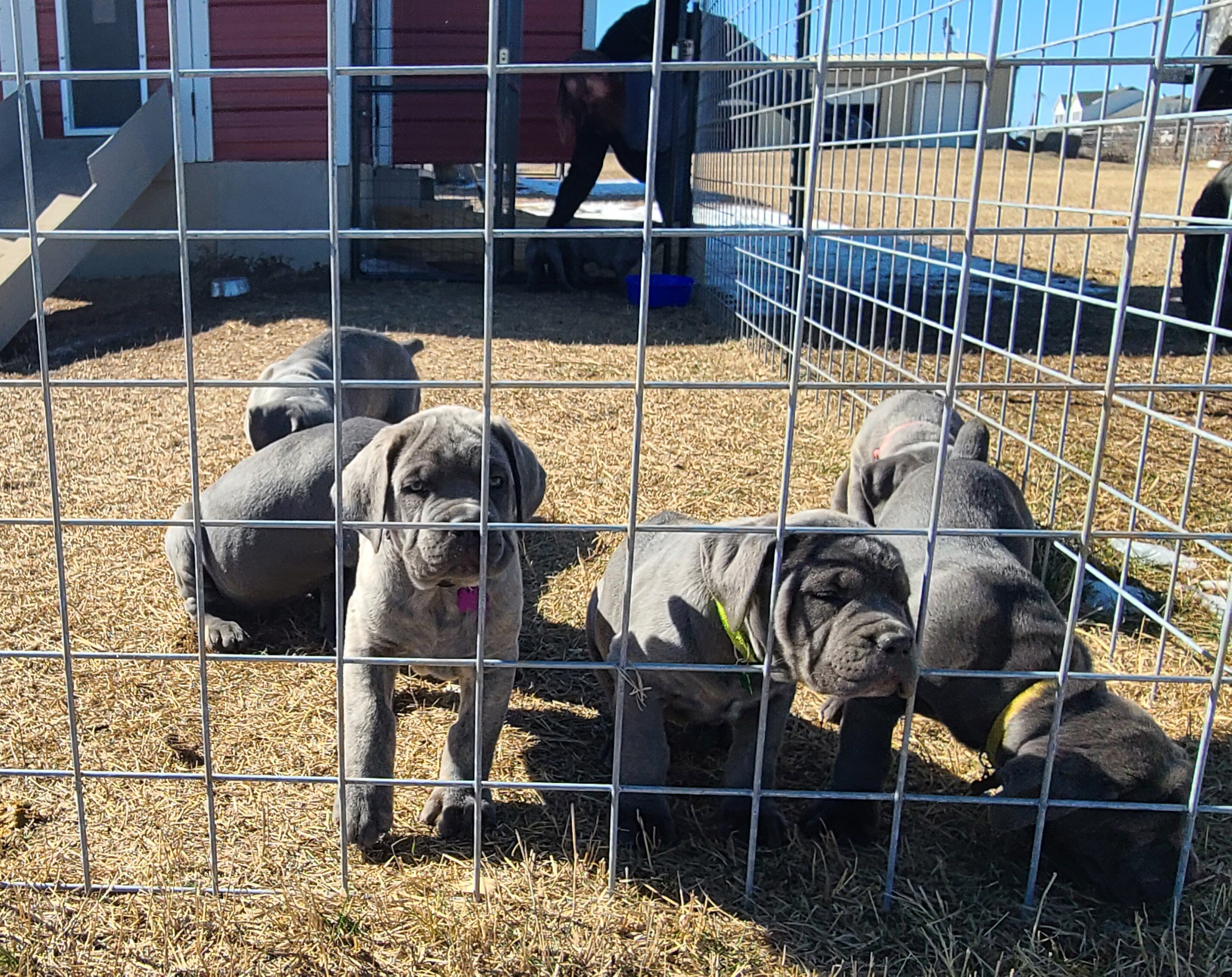 Cane corso puppiesBeautiful AKC & ICCF Registered image 6