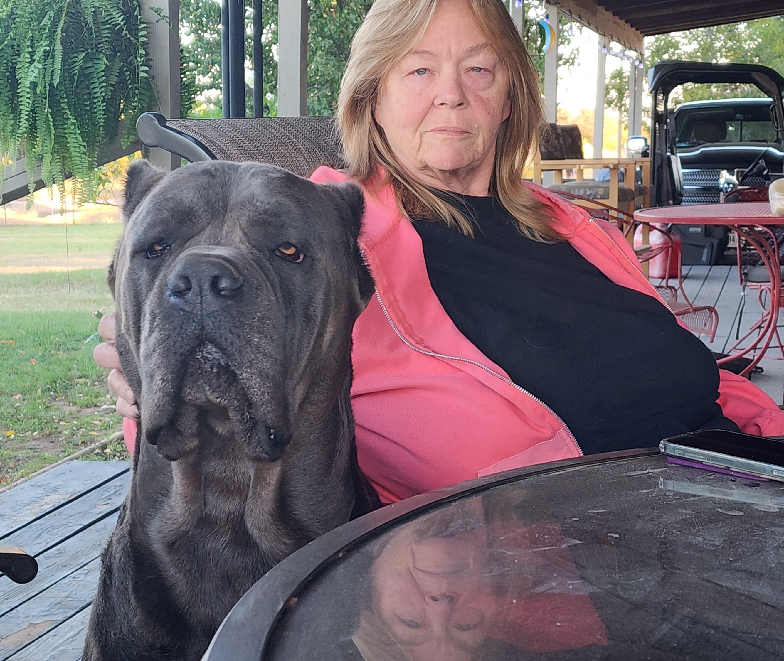 Cane corso puppiesBeautiful AKC & ICCF Registered image 5