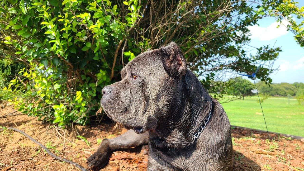 Cane corso puppiesBeautiful AKC & ICCF Registered image 2