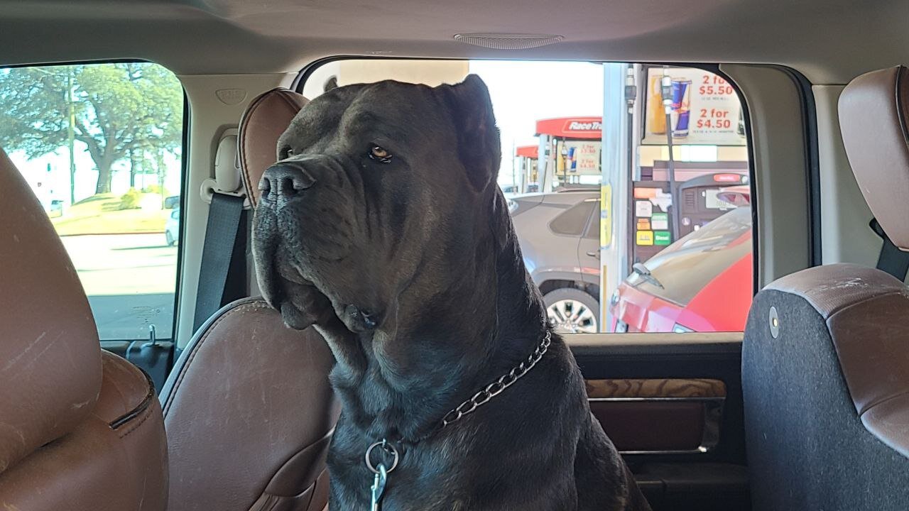 Cane corso puppiesBeautiful AKC & ICCF Registered image 3