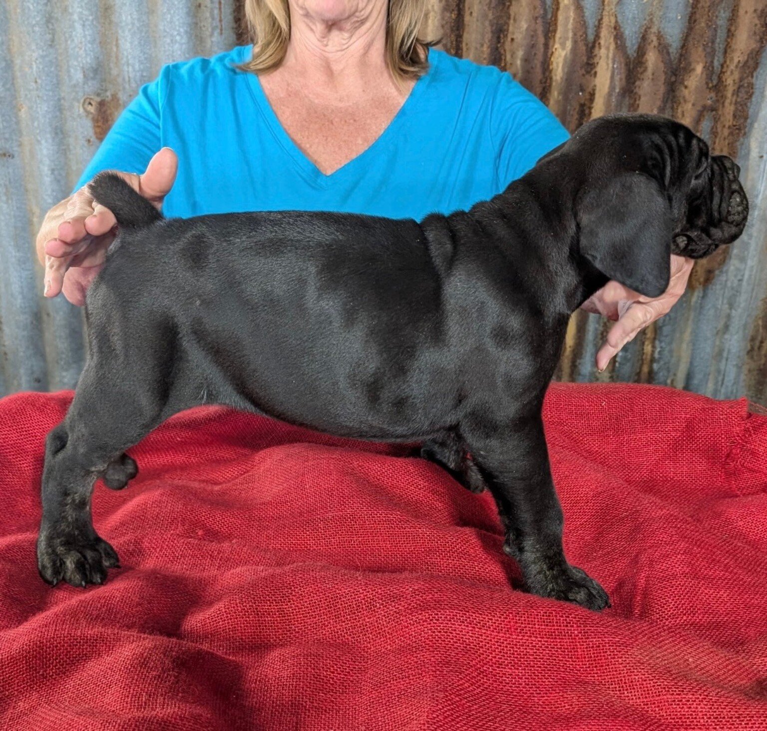 Cane corso puppiesBeautiful AKC & ICCF Registered image 8