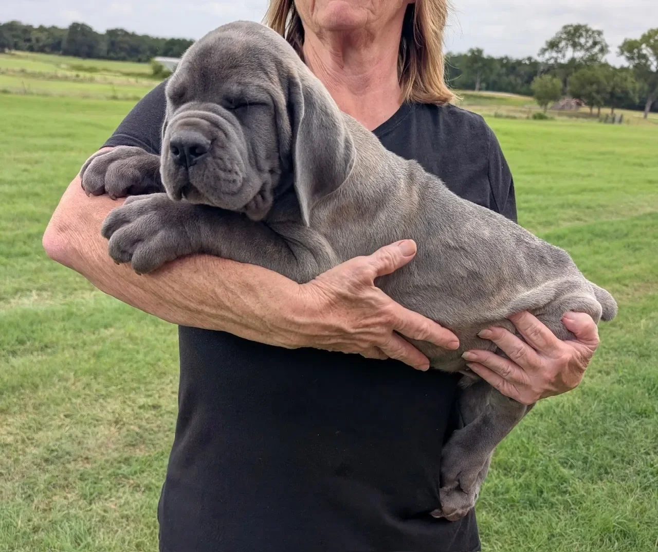 Cane corso puppiesBeautiful AKC & ICCF Registered image 1
