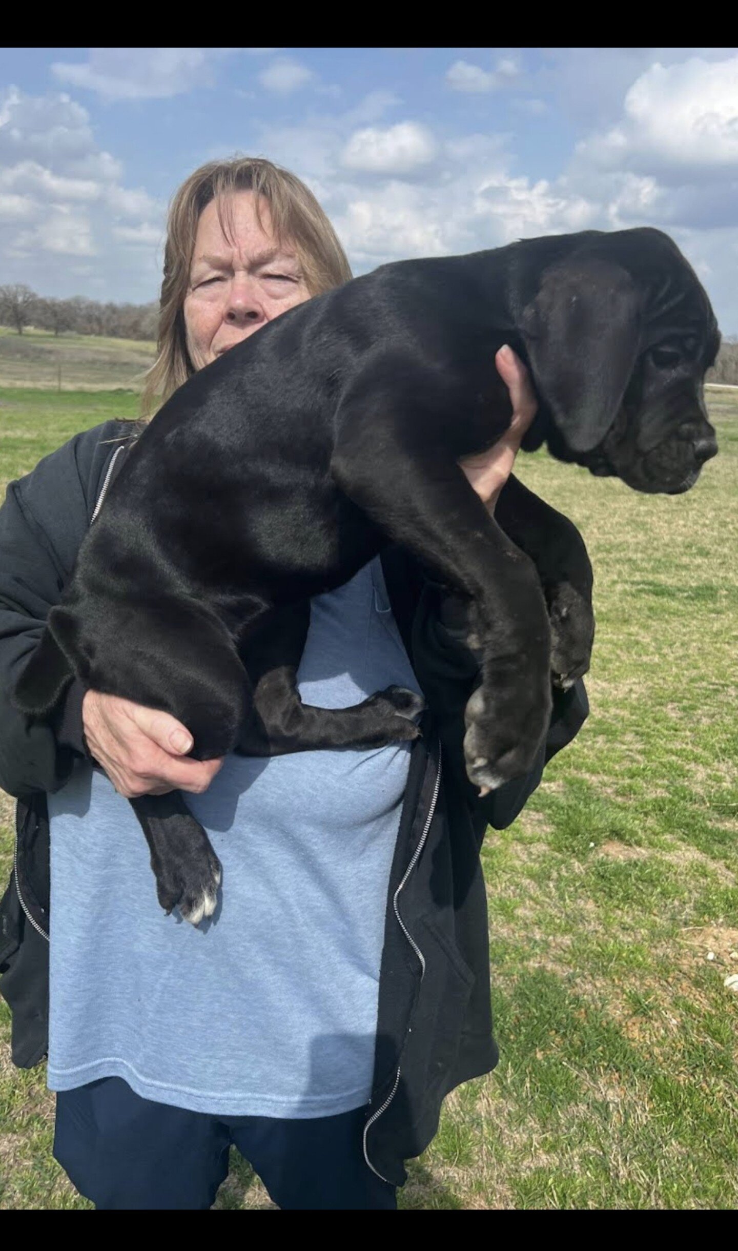 Cane corso puppiesBeautiful AKC & ICCF Registered image 7