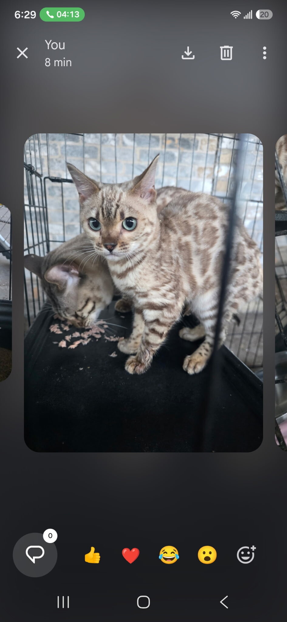 Bengal Kittens image 4