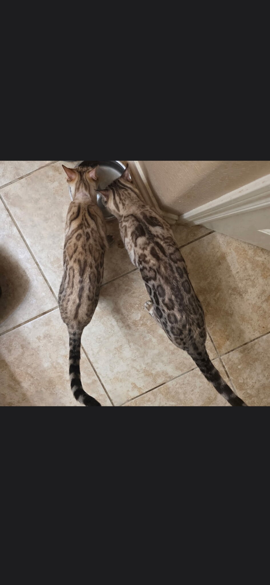Bengal Kittens image 2