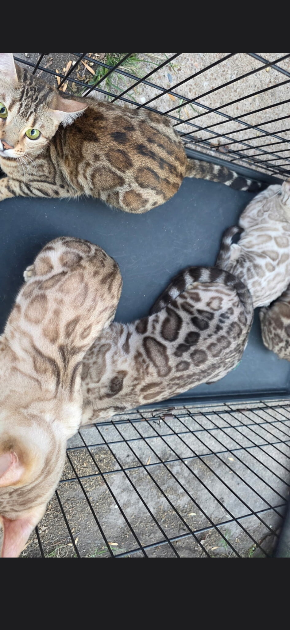 Bengal Kittens image 1
