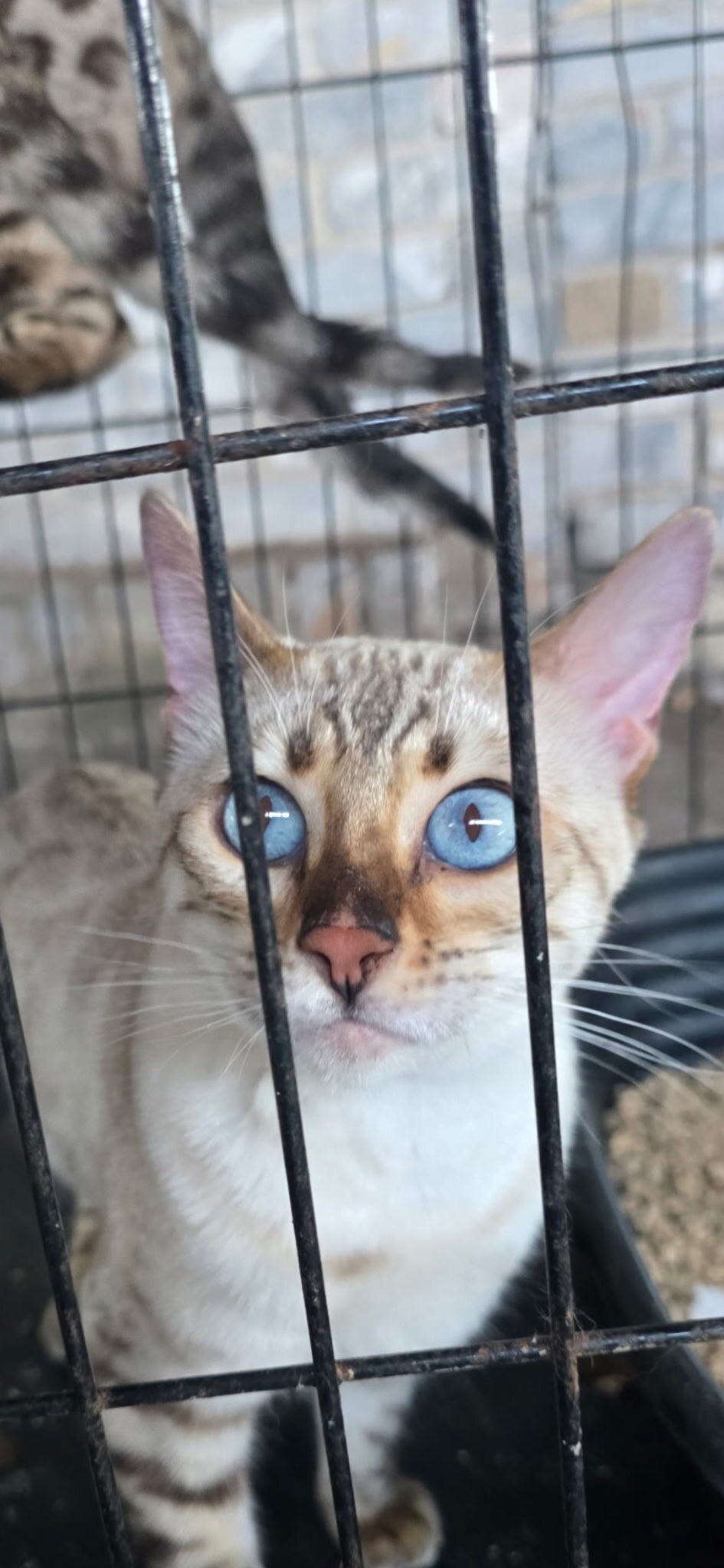 Bengal Kittens image 3