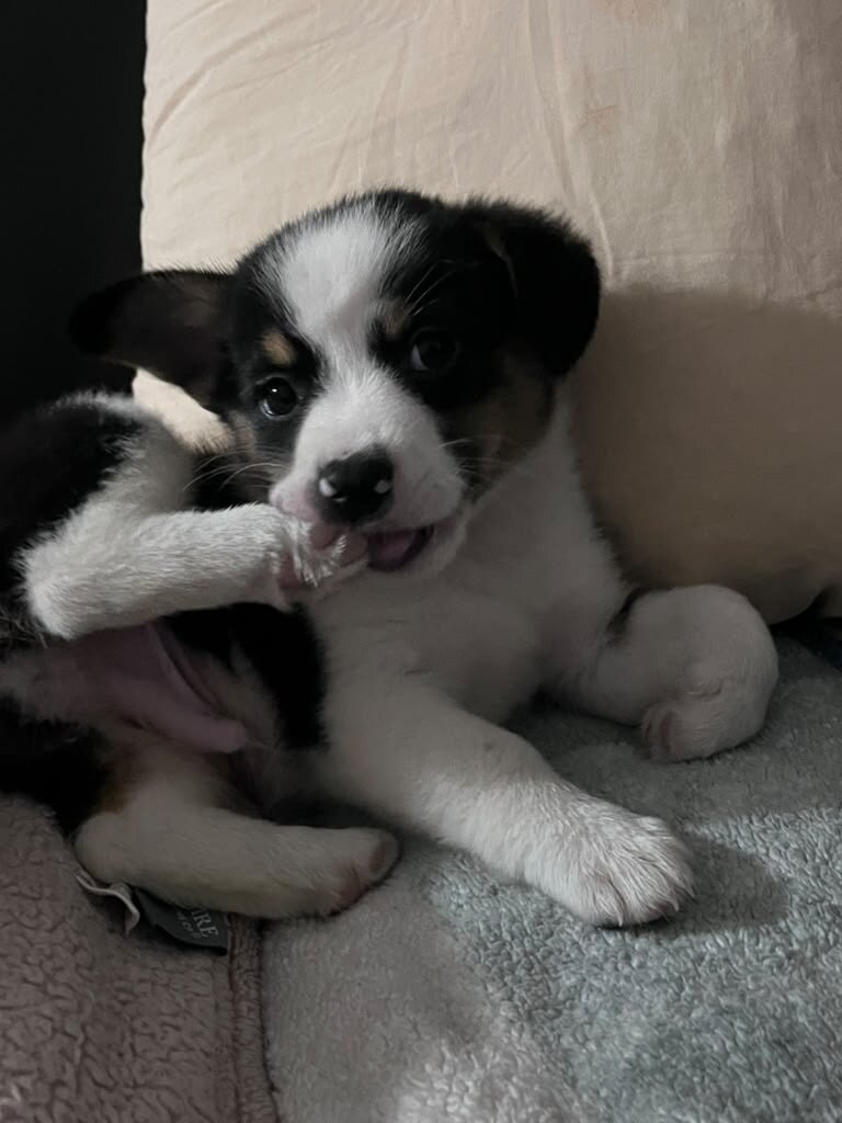 Puppie image 5