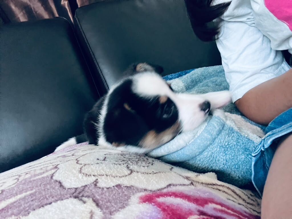 Puppie image 2