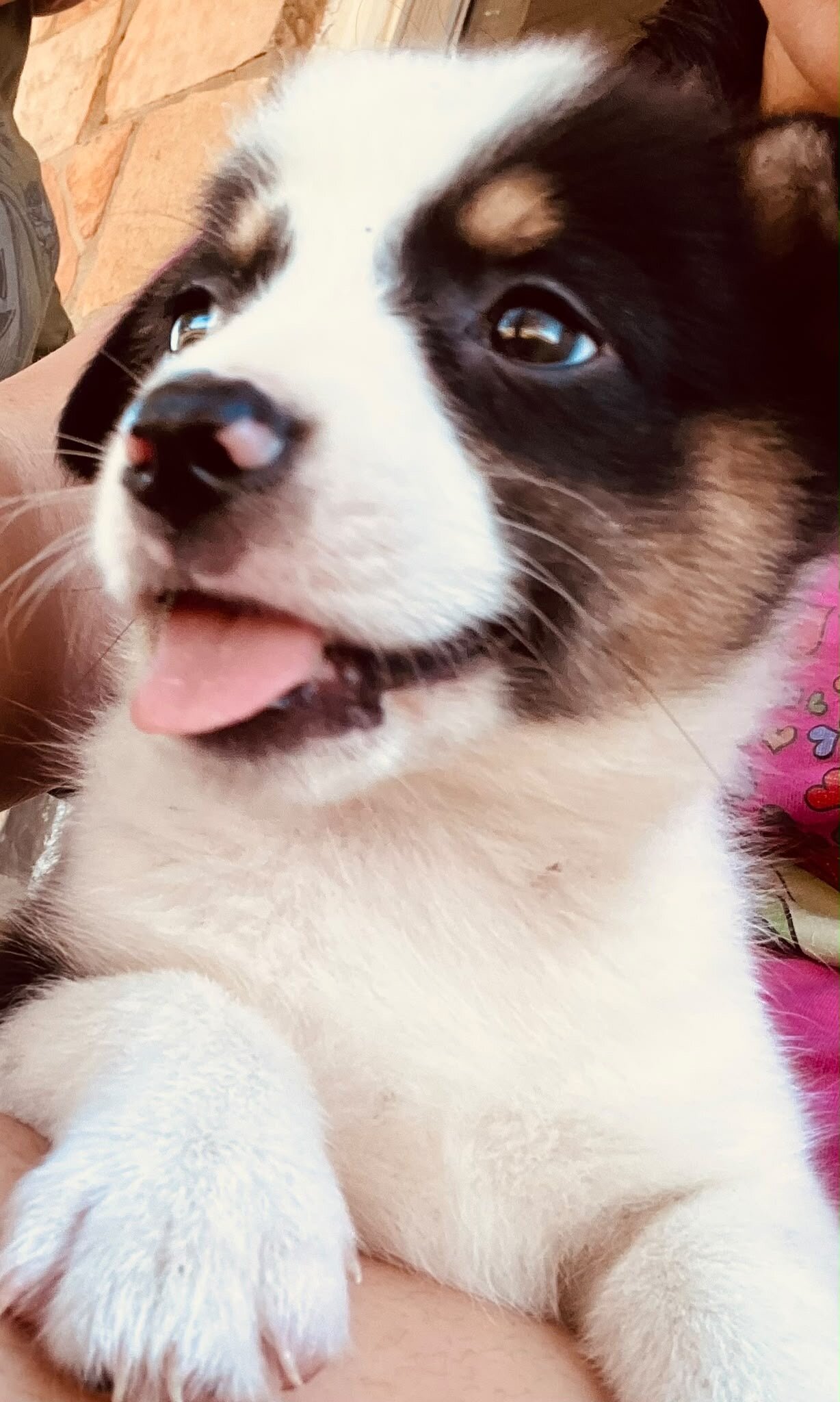 Puppie image 3