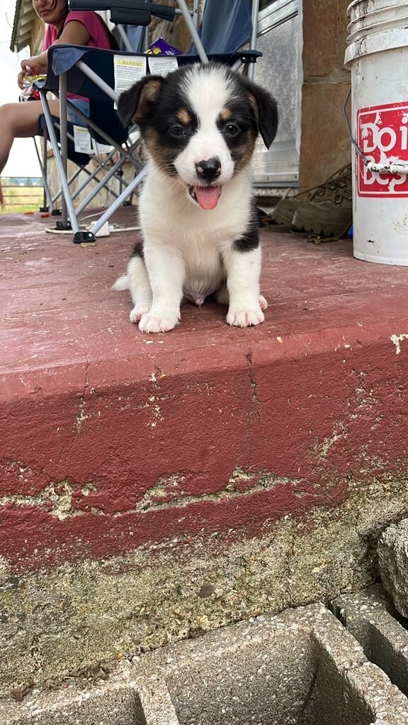 Puppie image 1