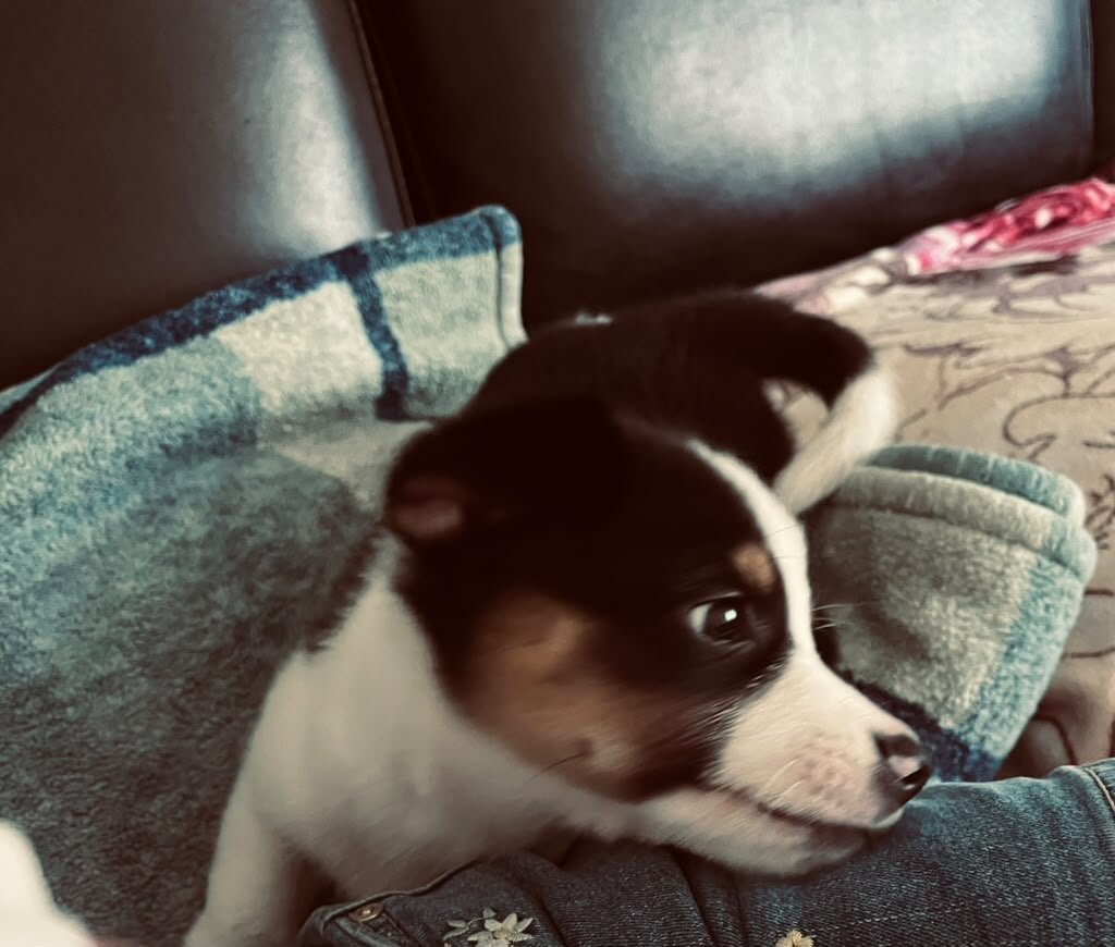 Puppie image 4