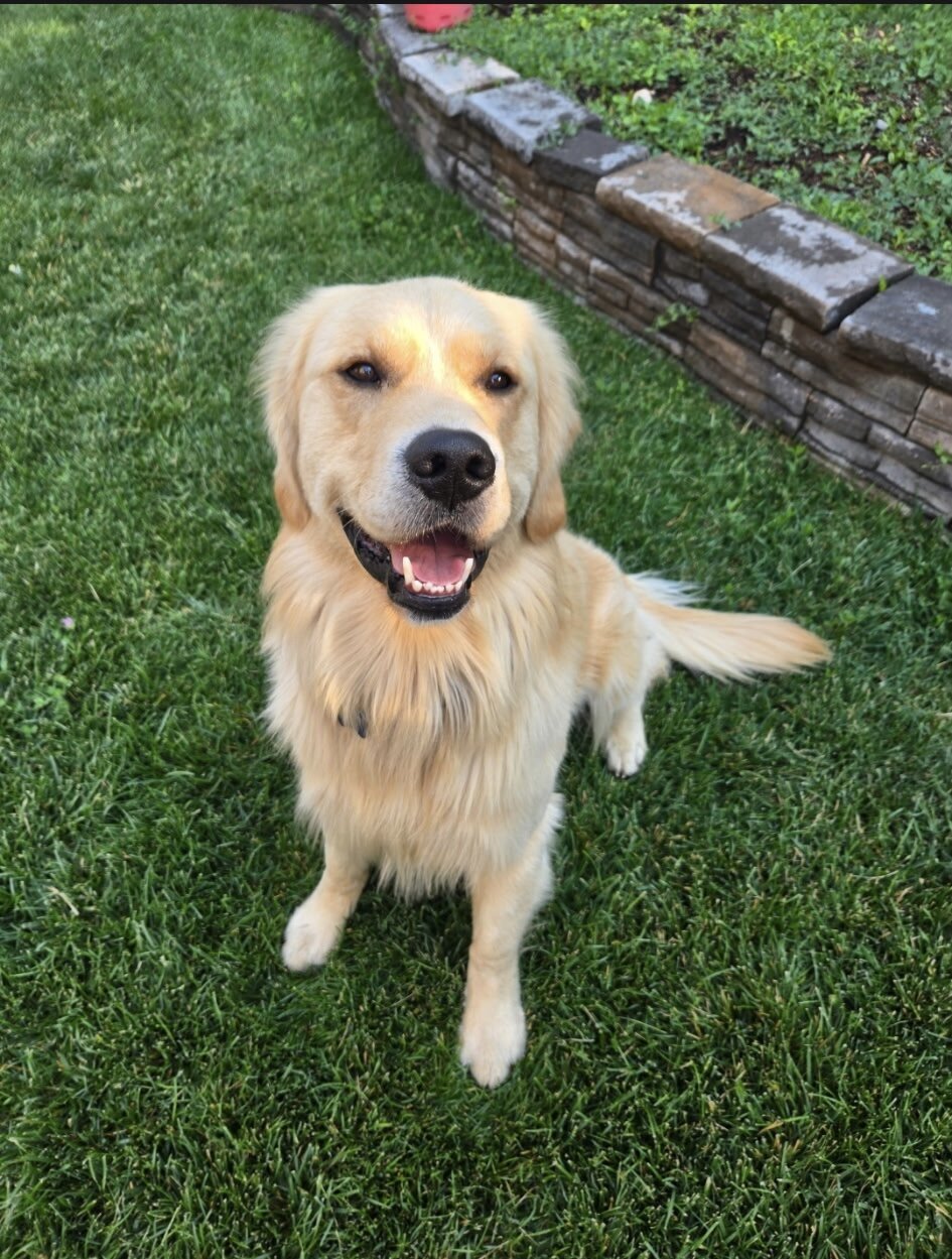 11 AKC purebred golden retriever puppies image 5