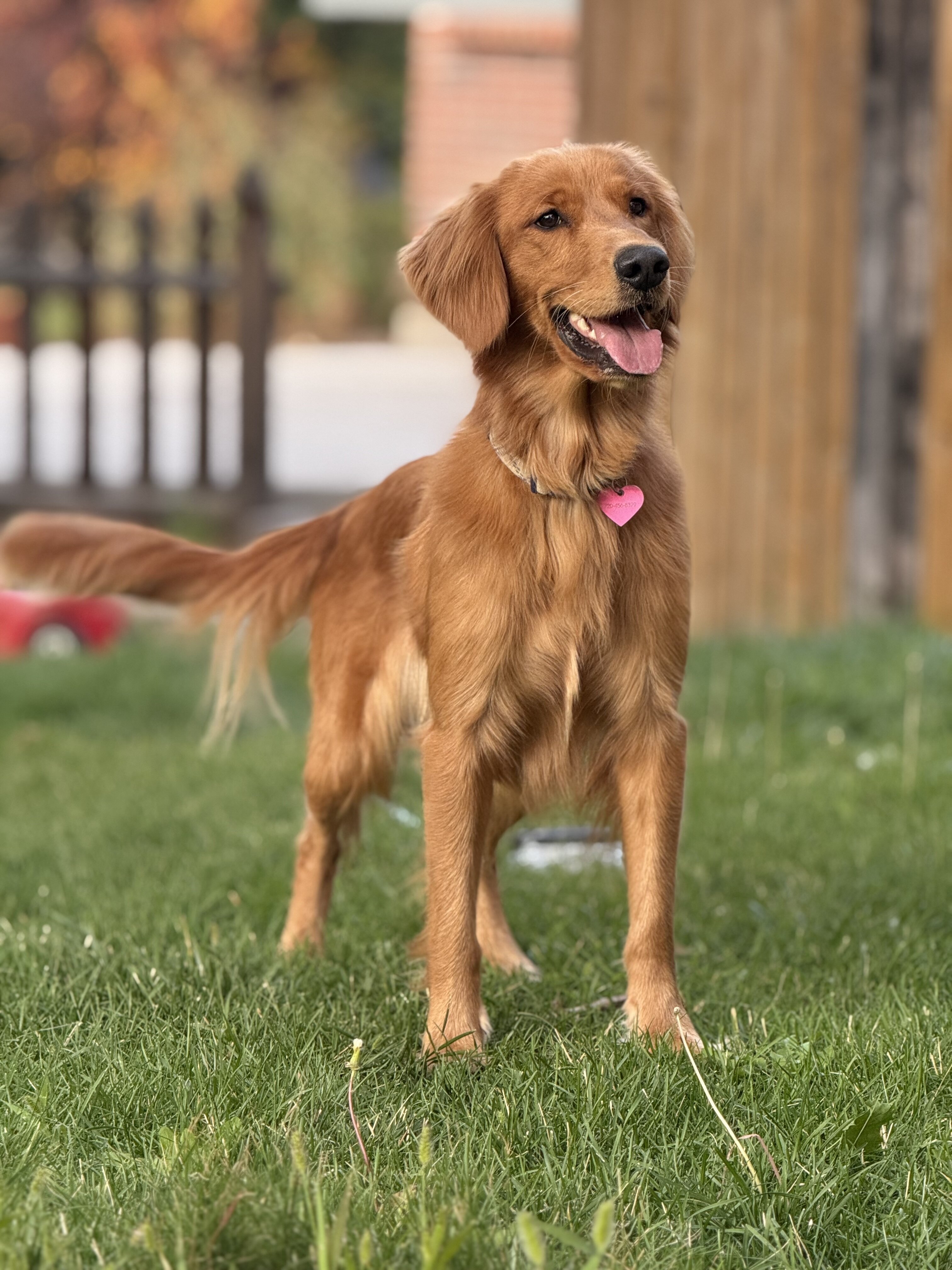 11 AKC purebred golden retriever puppies image 4