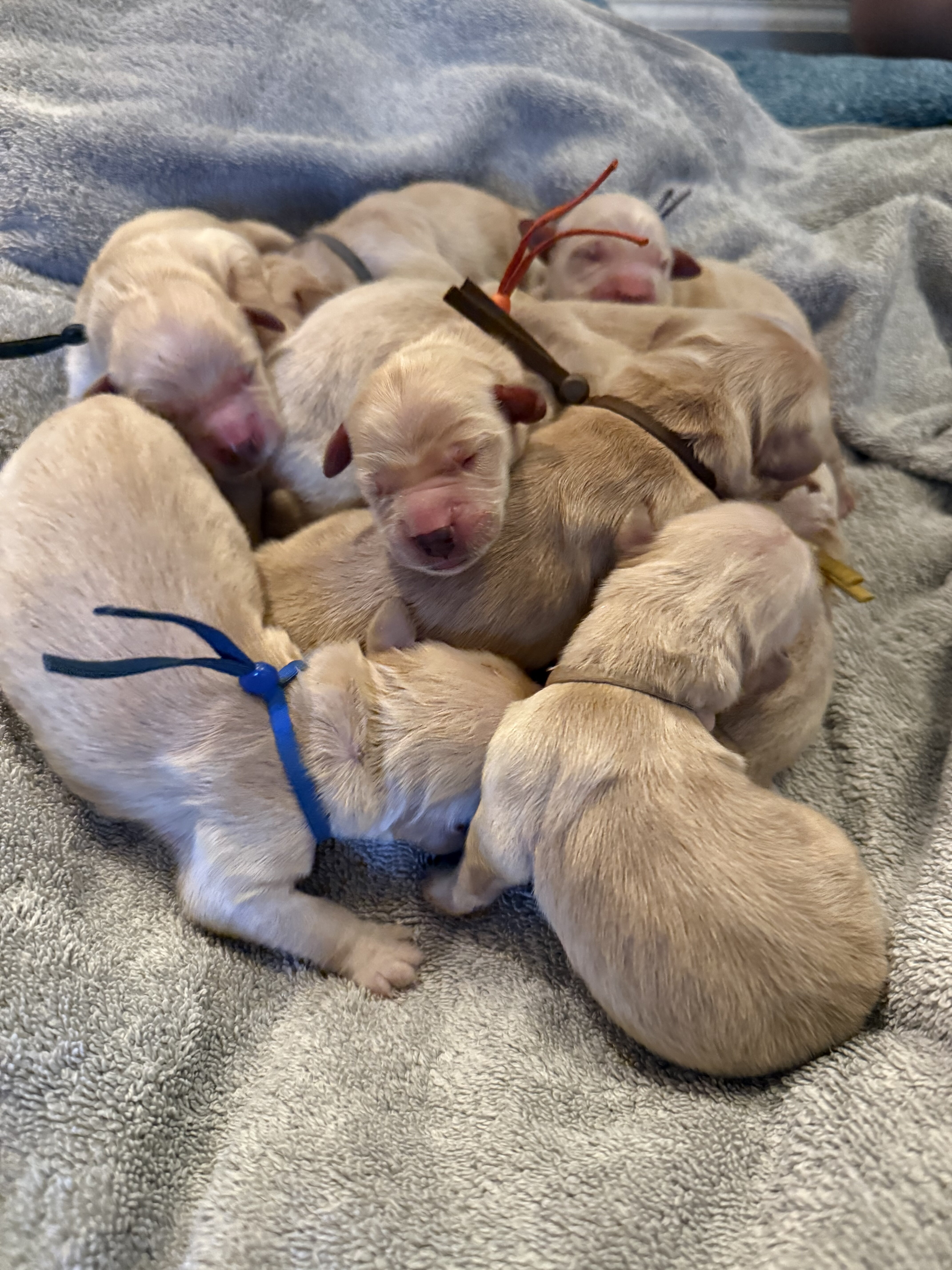 11 AKC purebred golden retriever puppies image 1