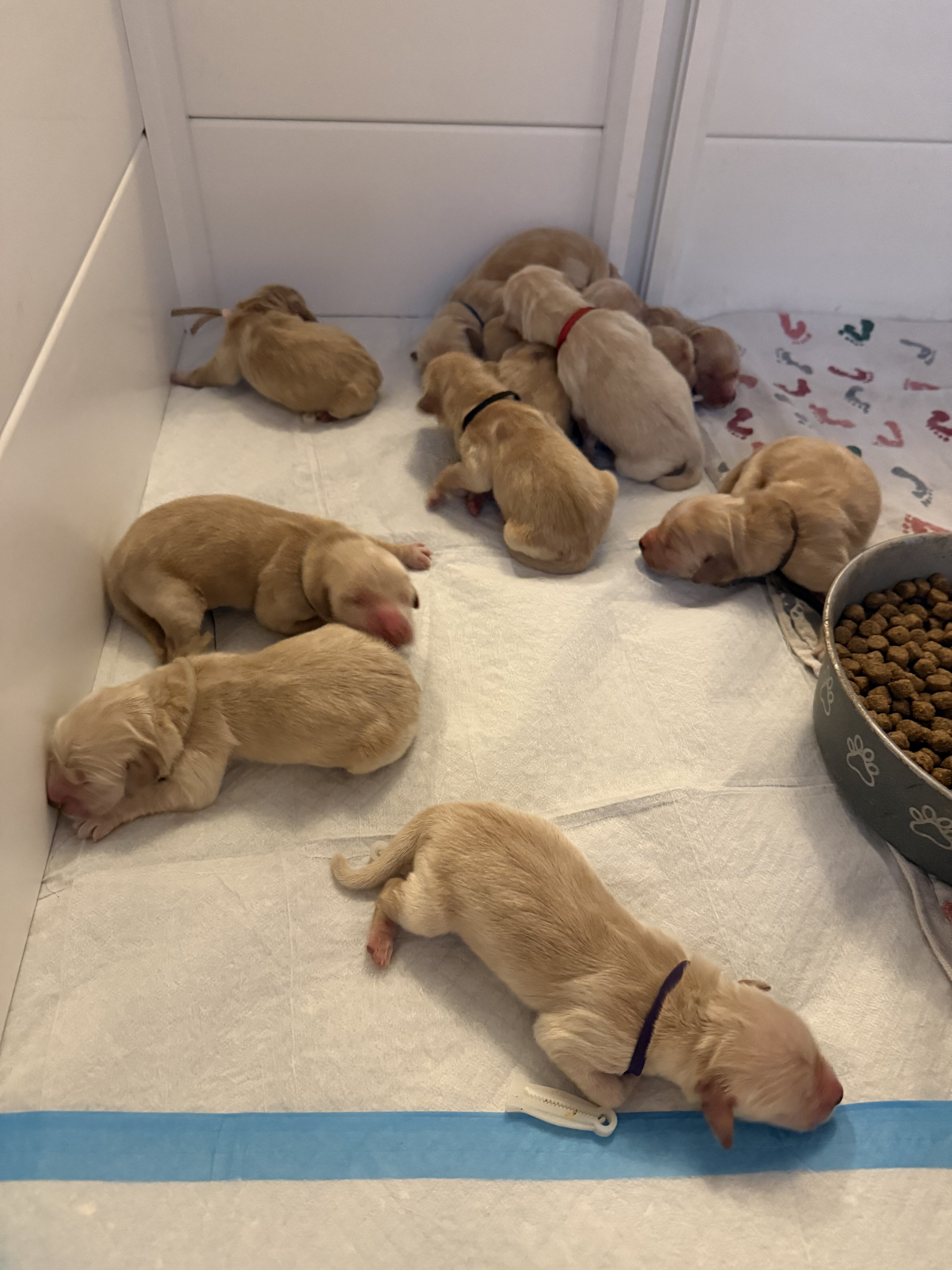 11 AKC purebred golden retriever puppies image 2