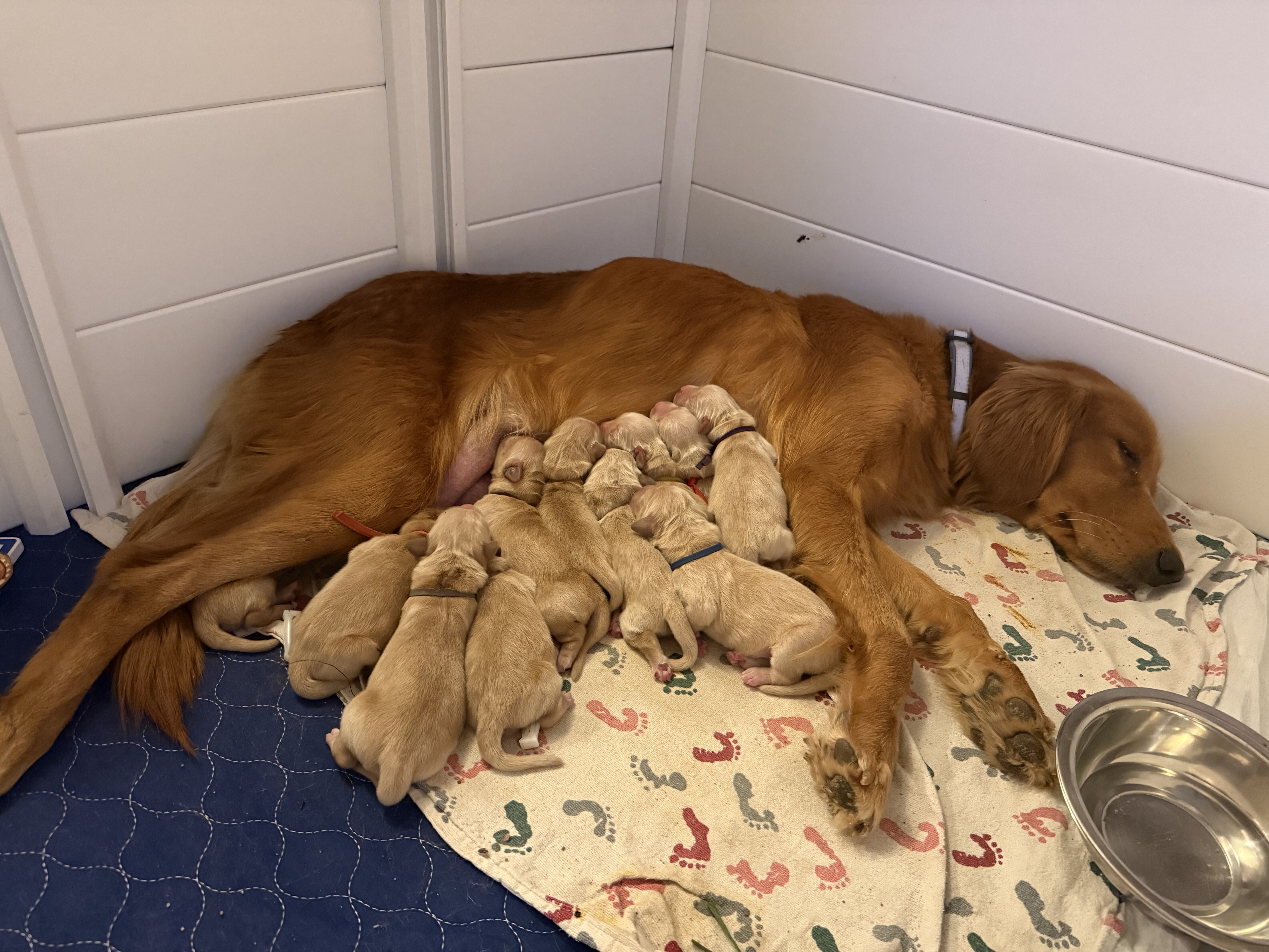 11 AKC purebred golden retriever puppies image 3
