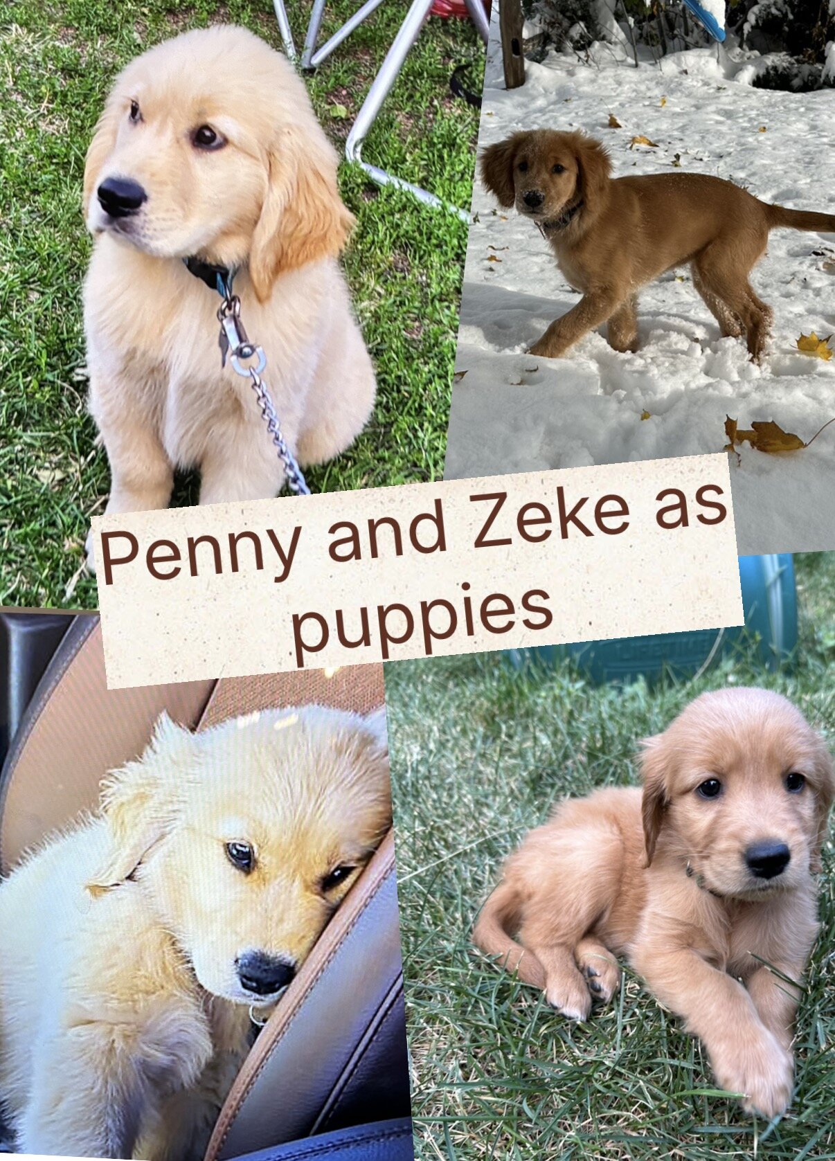 11 AKC purebred golden retriever puppies image 6
