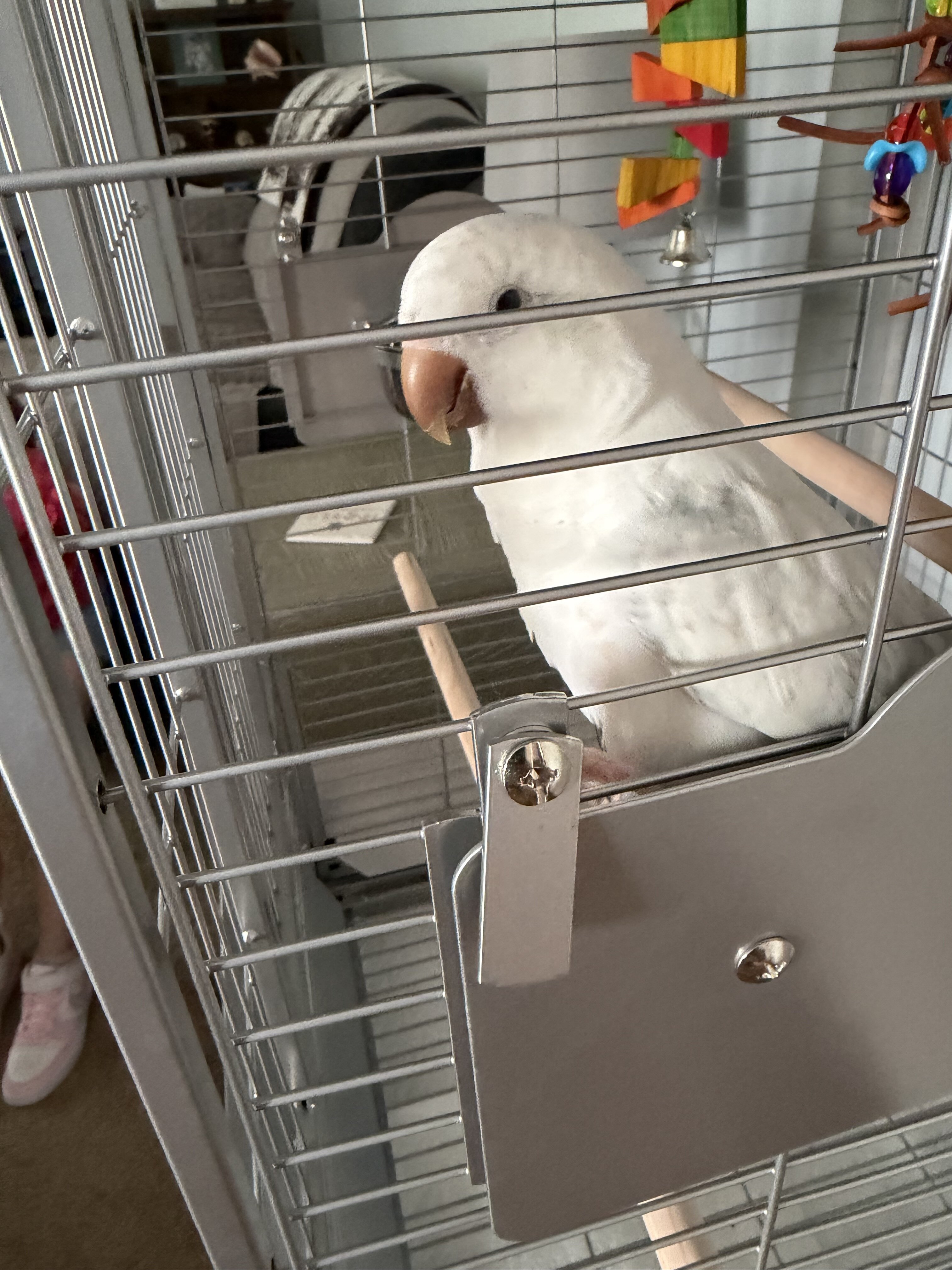 Quaker Parrot image 2