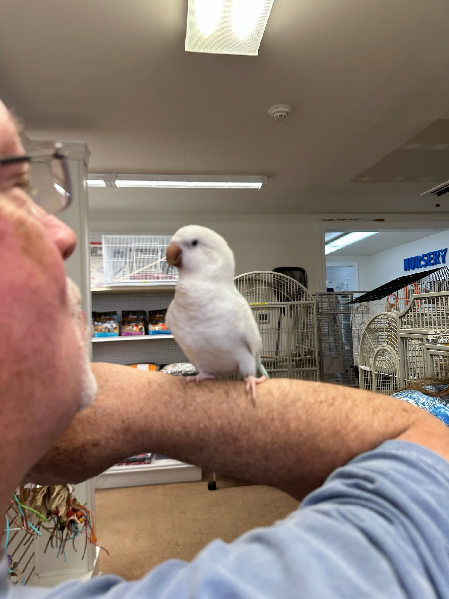 Quaker Parrot image 1