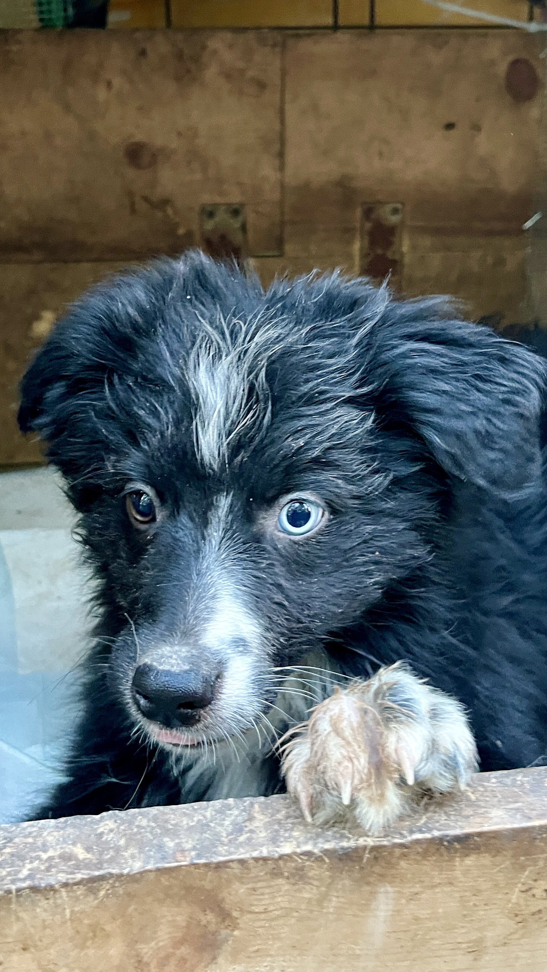 Pure Australian Shepherd Pups Standard image 1