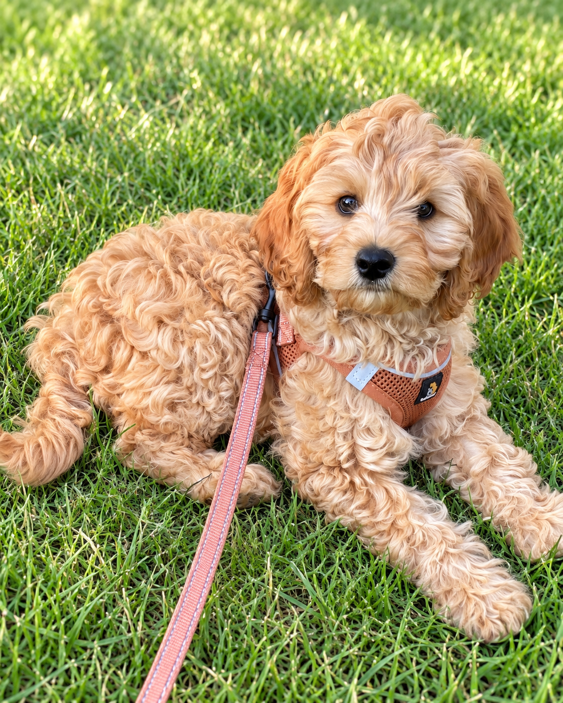 Cavapoo Puppy - 12 weeks old image 1