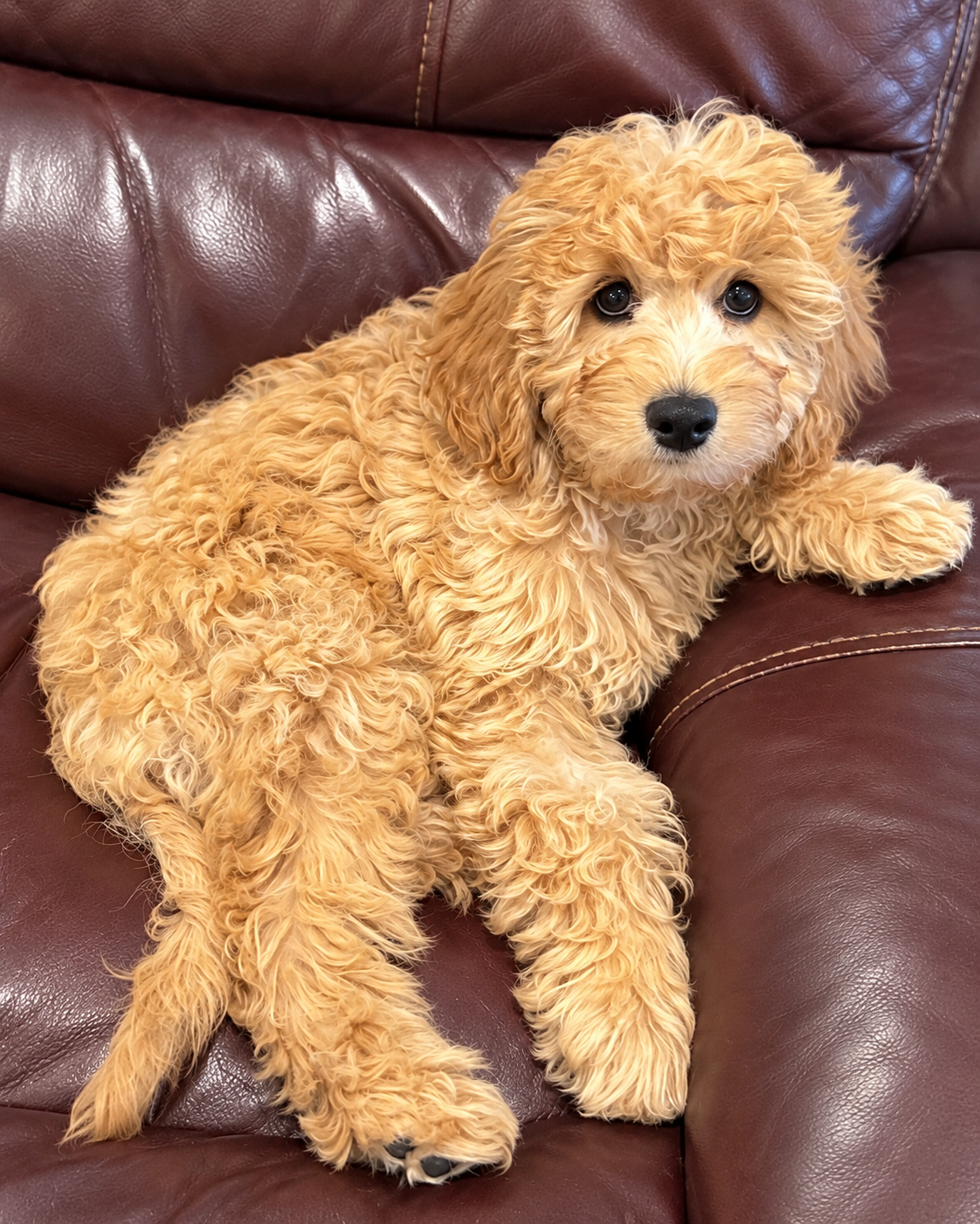 Cavapoo Puppy - 12 weeks old image 3