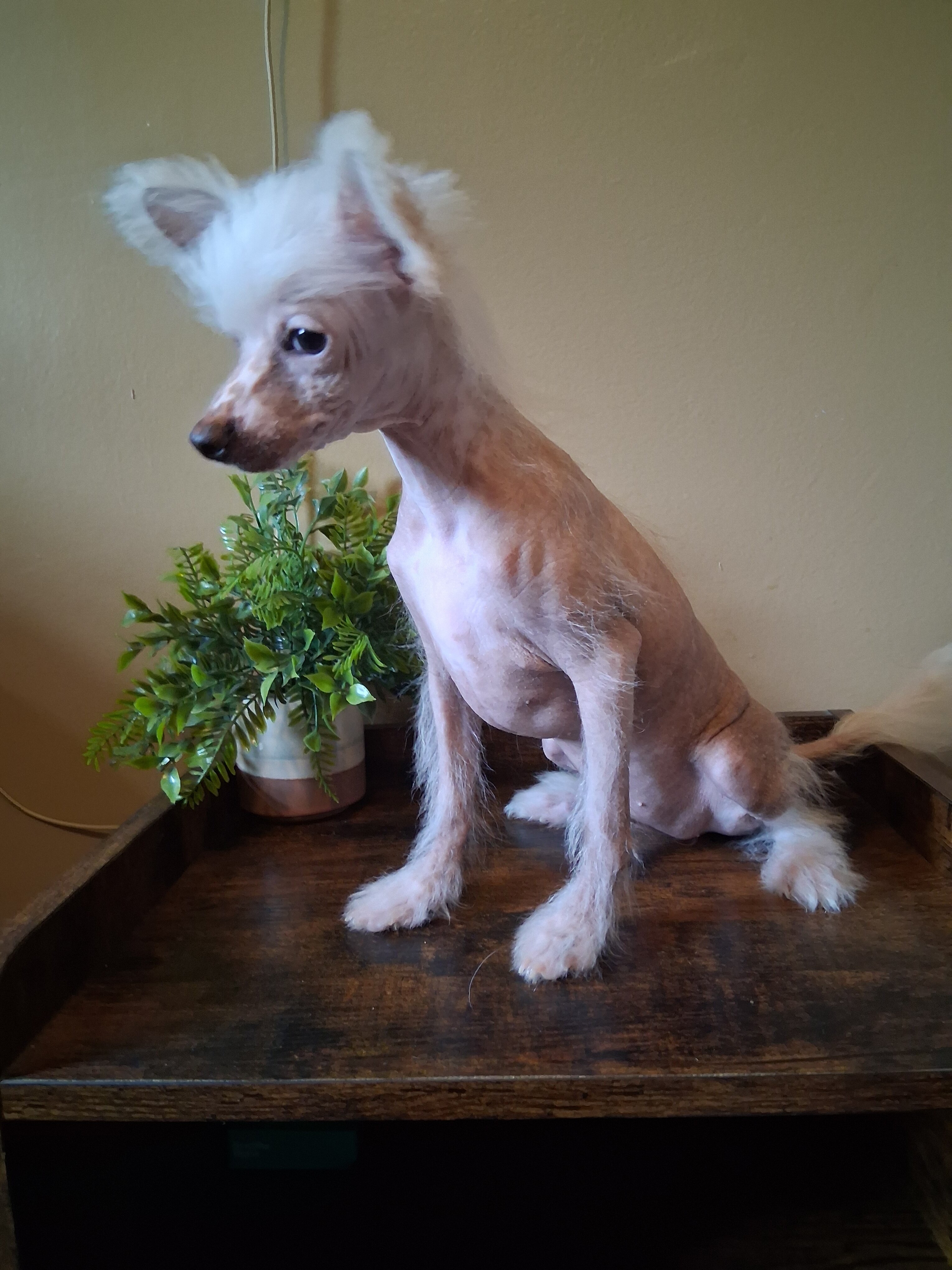 Chinese Crested Pinkie image 4