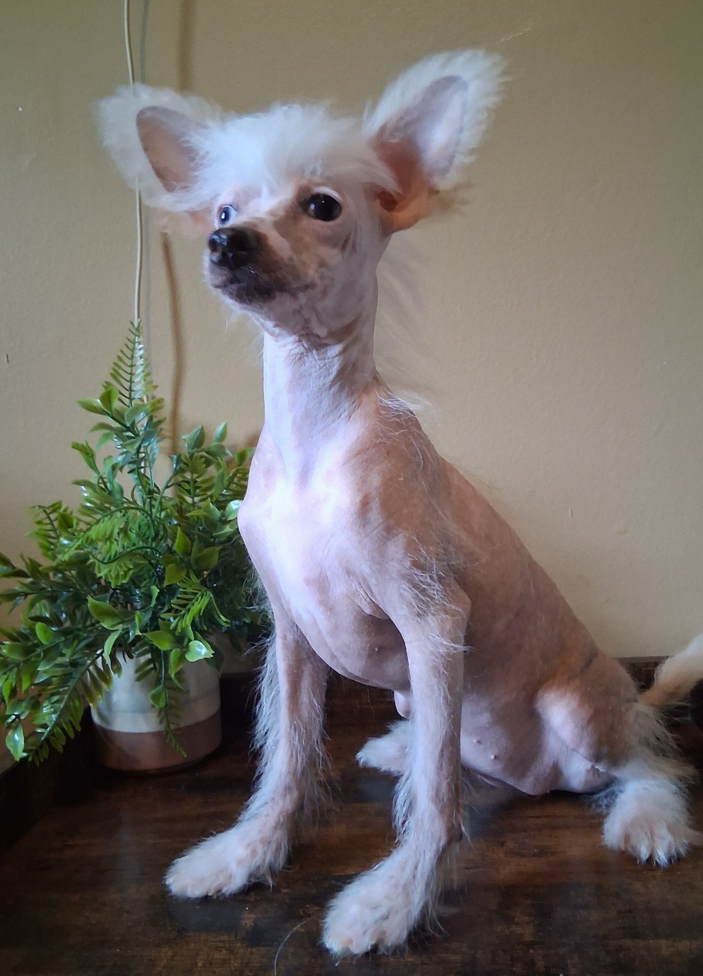 Chinese Crested Pinkie image 1