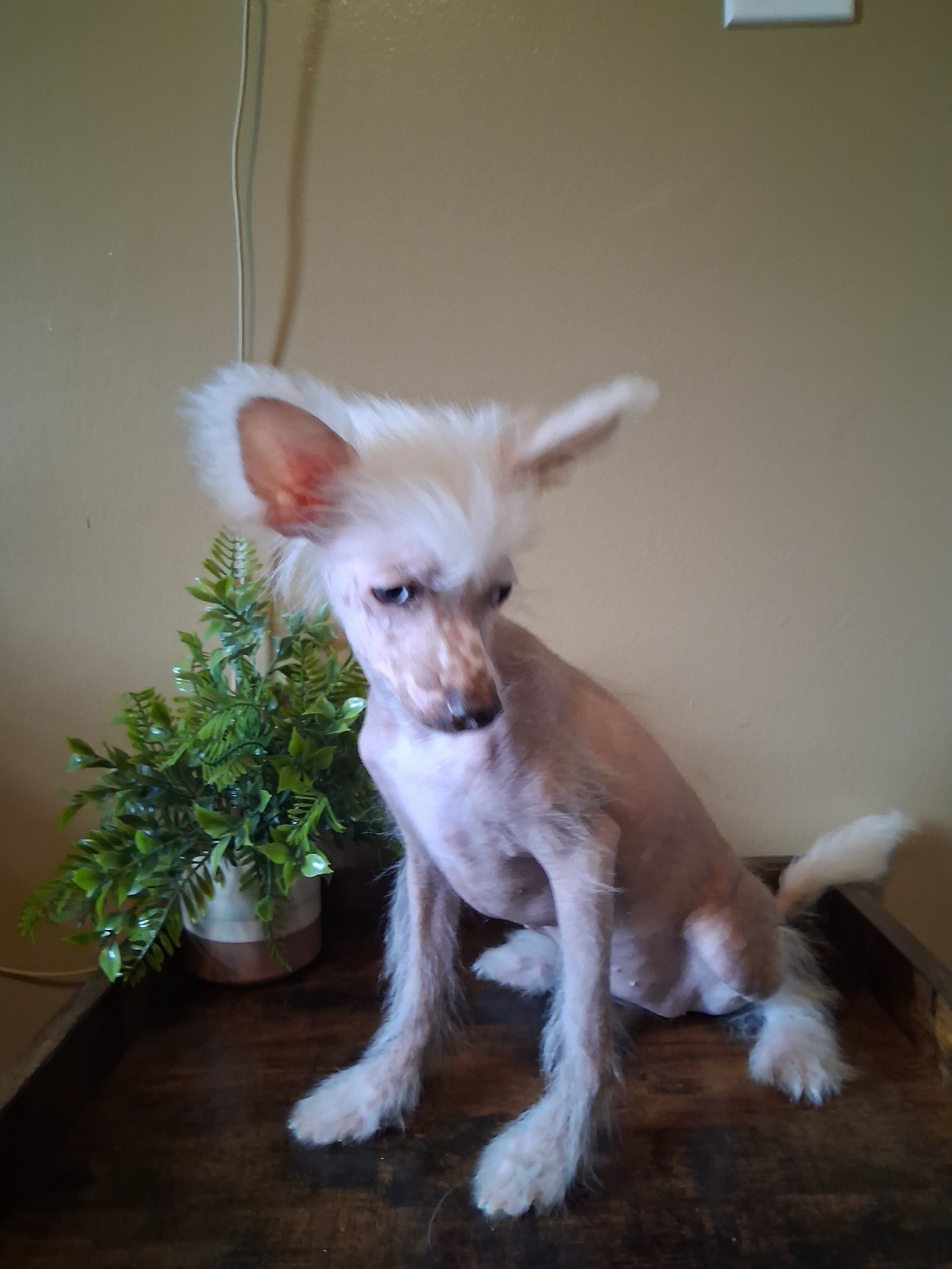 Chinese Crested Pinkie image 2