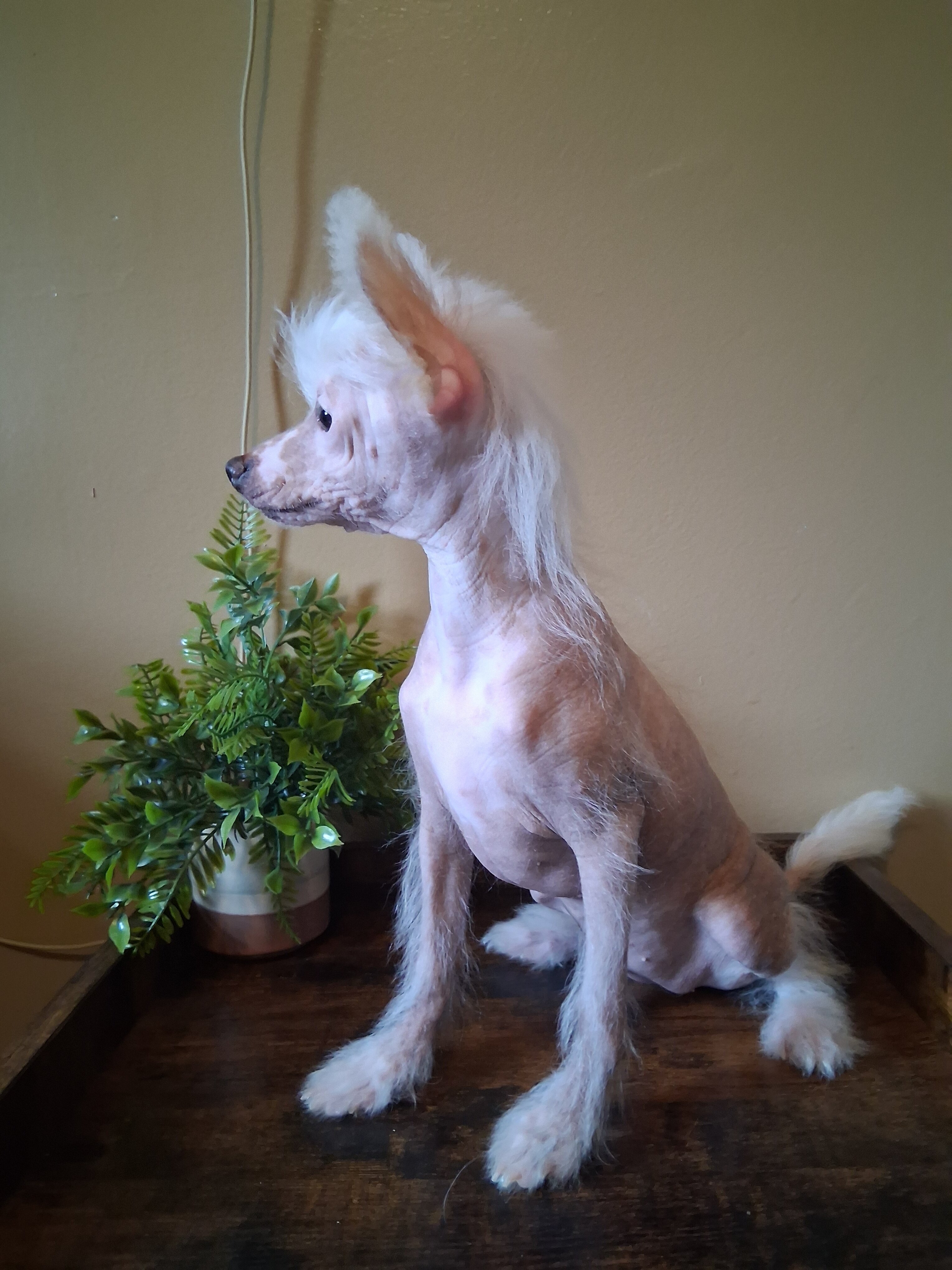 Chinese Crested Pinkie image 3