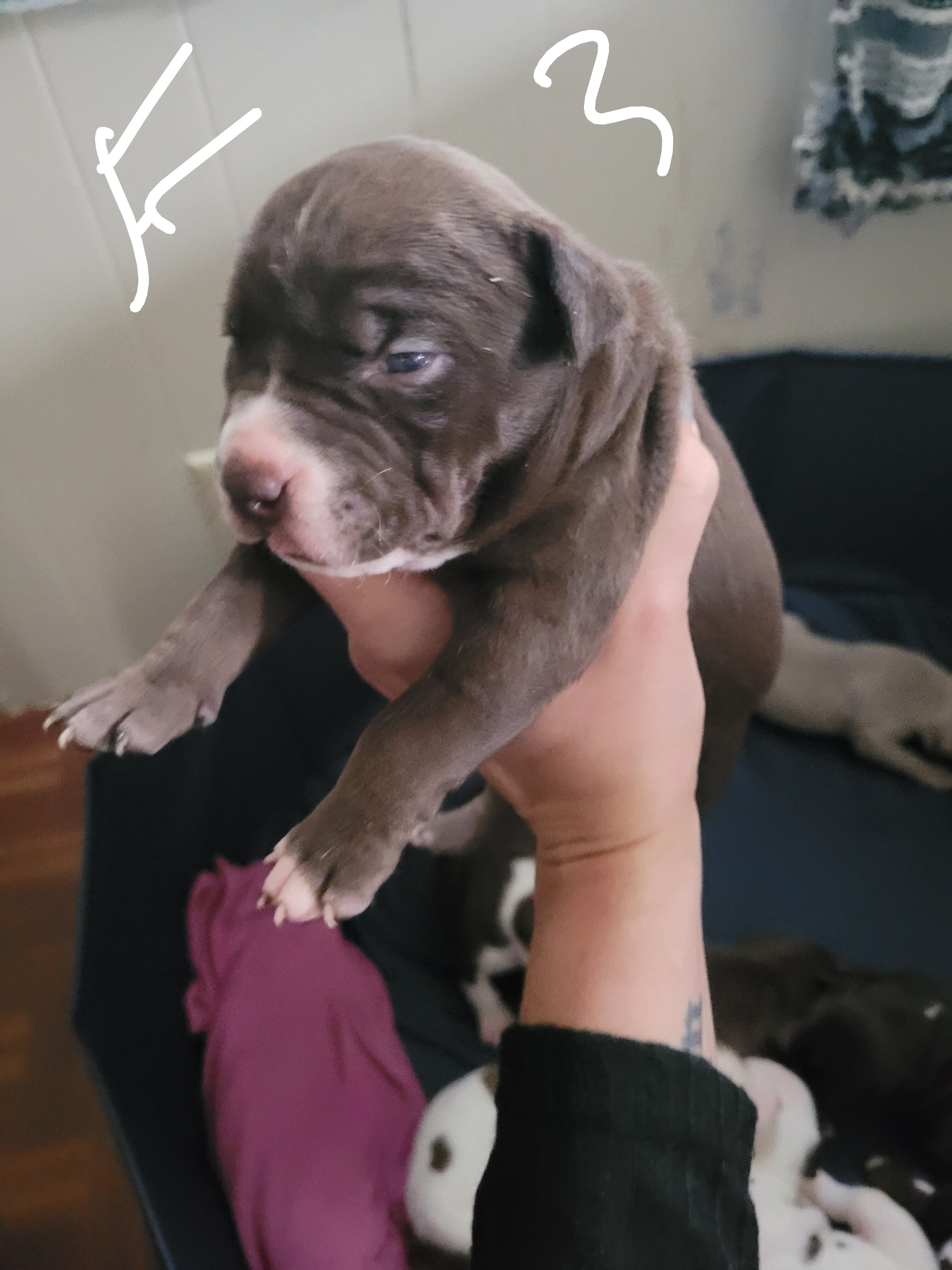 Puppies image 7