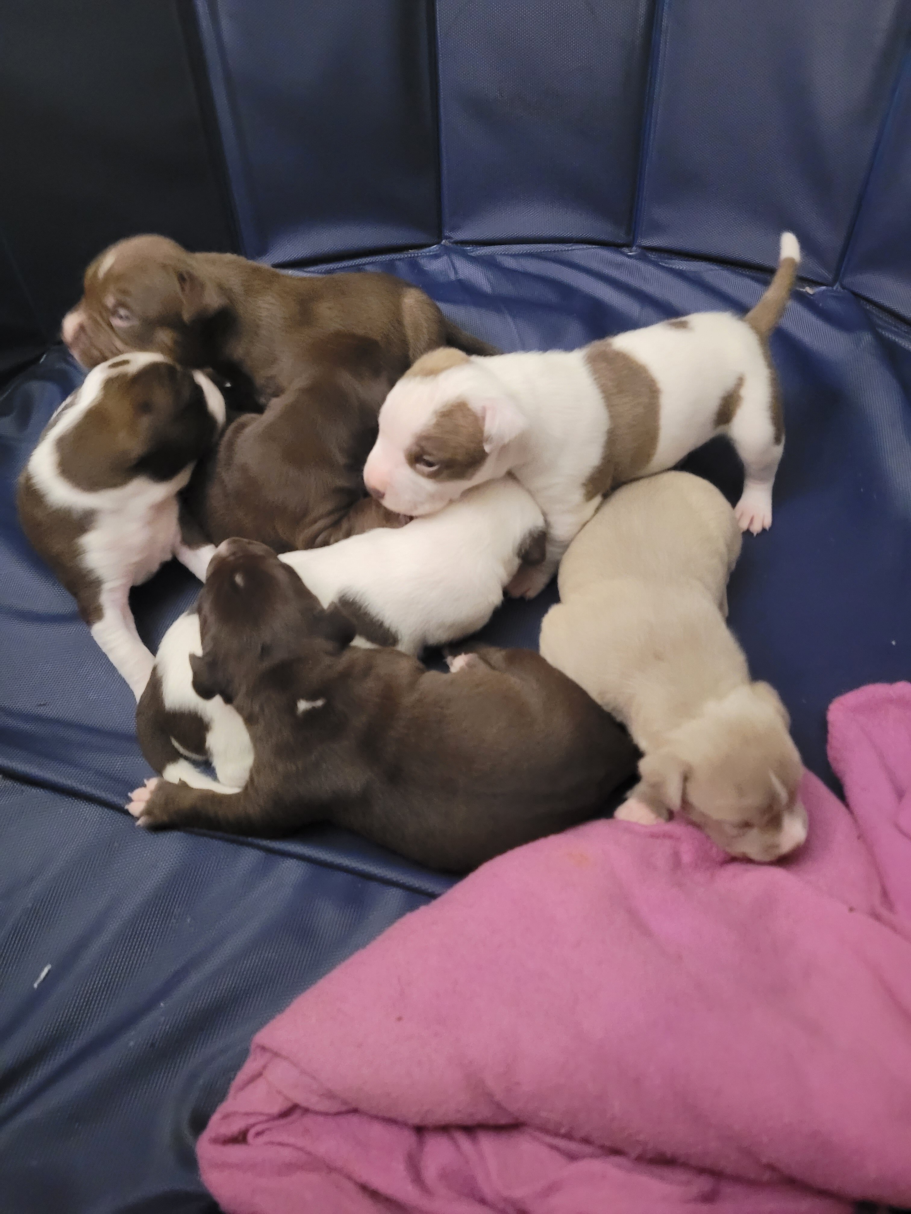 Puppies image 8