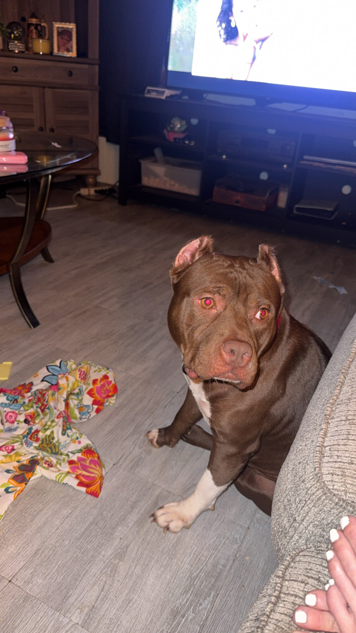 Puppies image 3