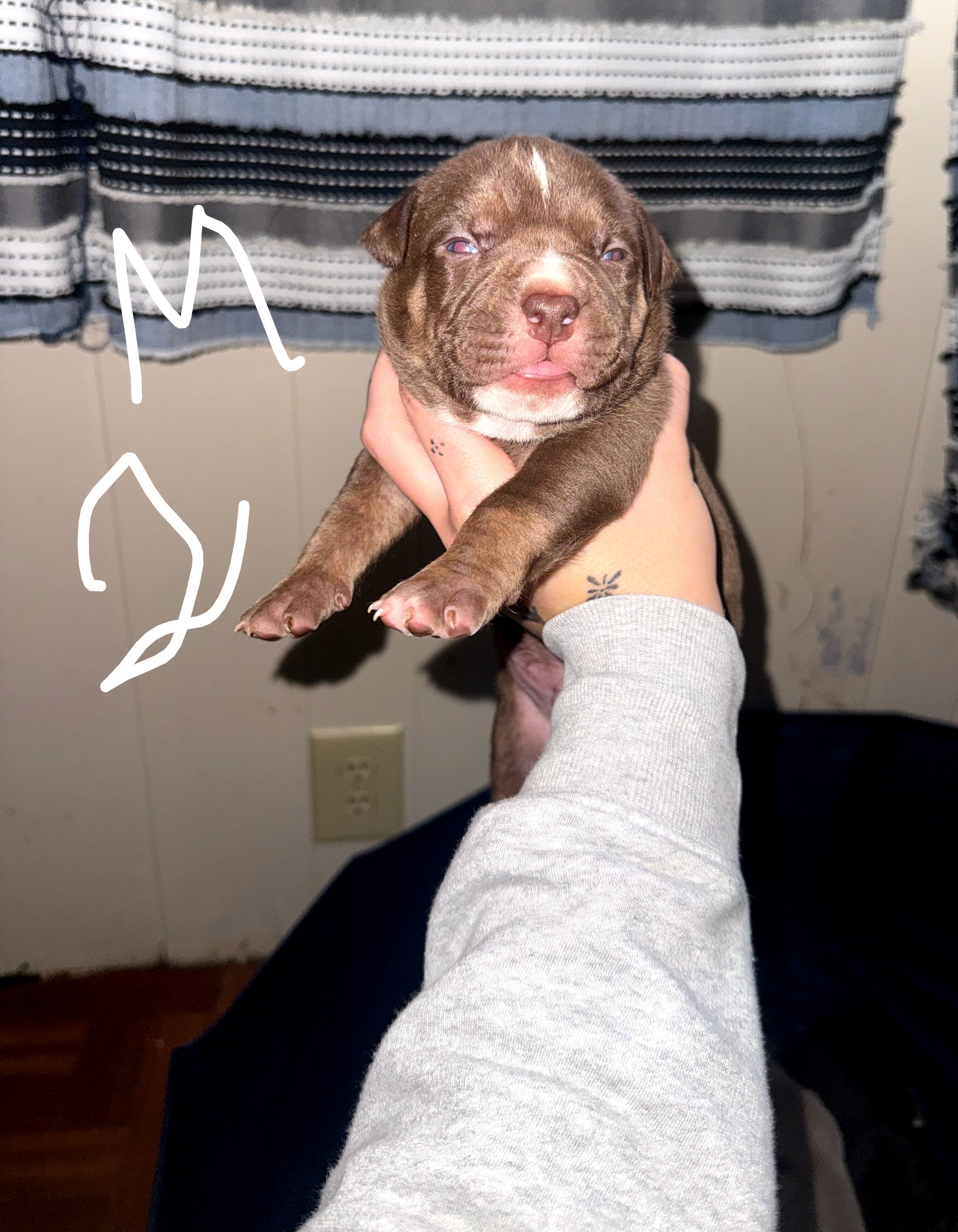 Puppies image 4