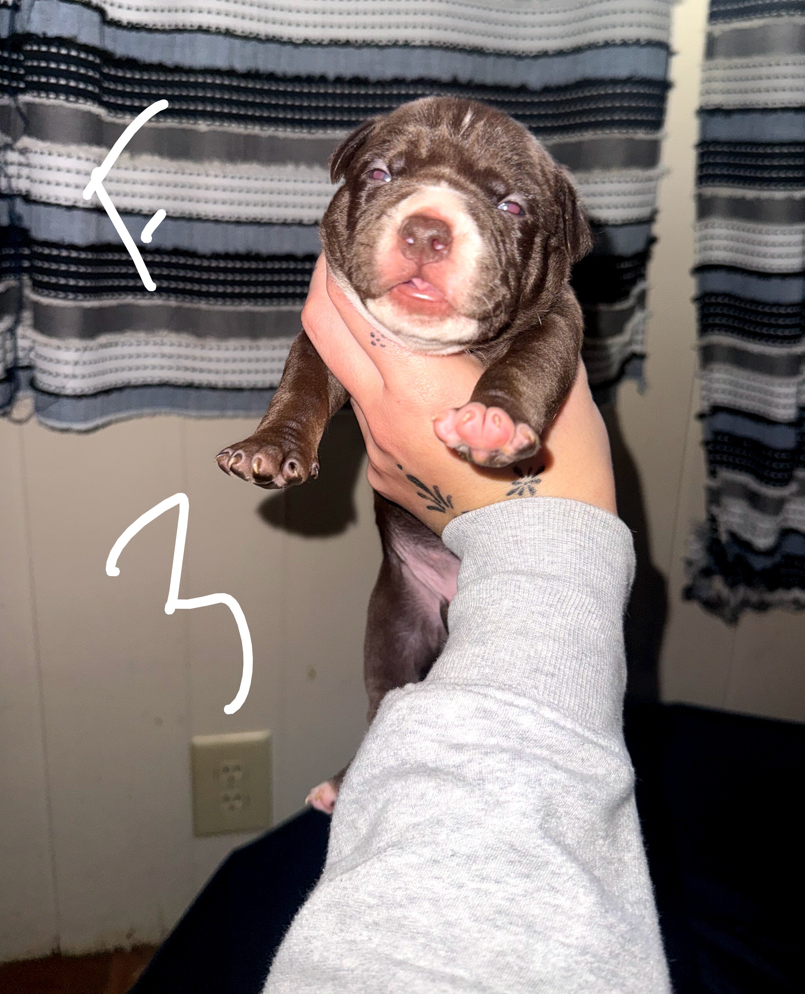 Puppies image 6
