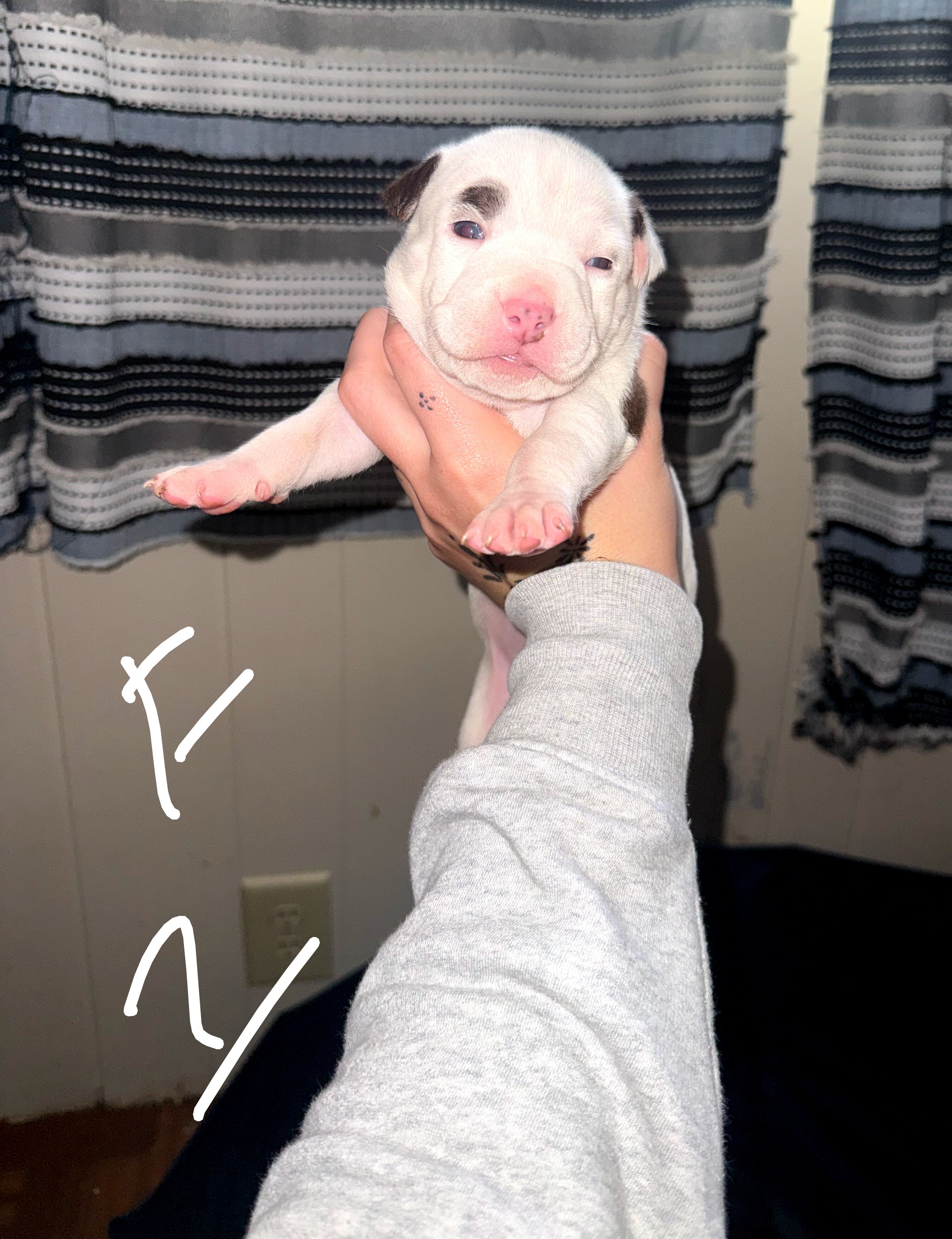 Puppies image 5