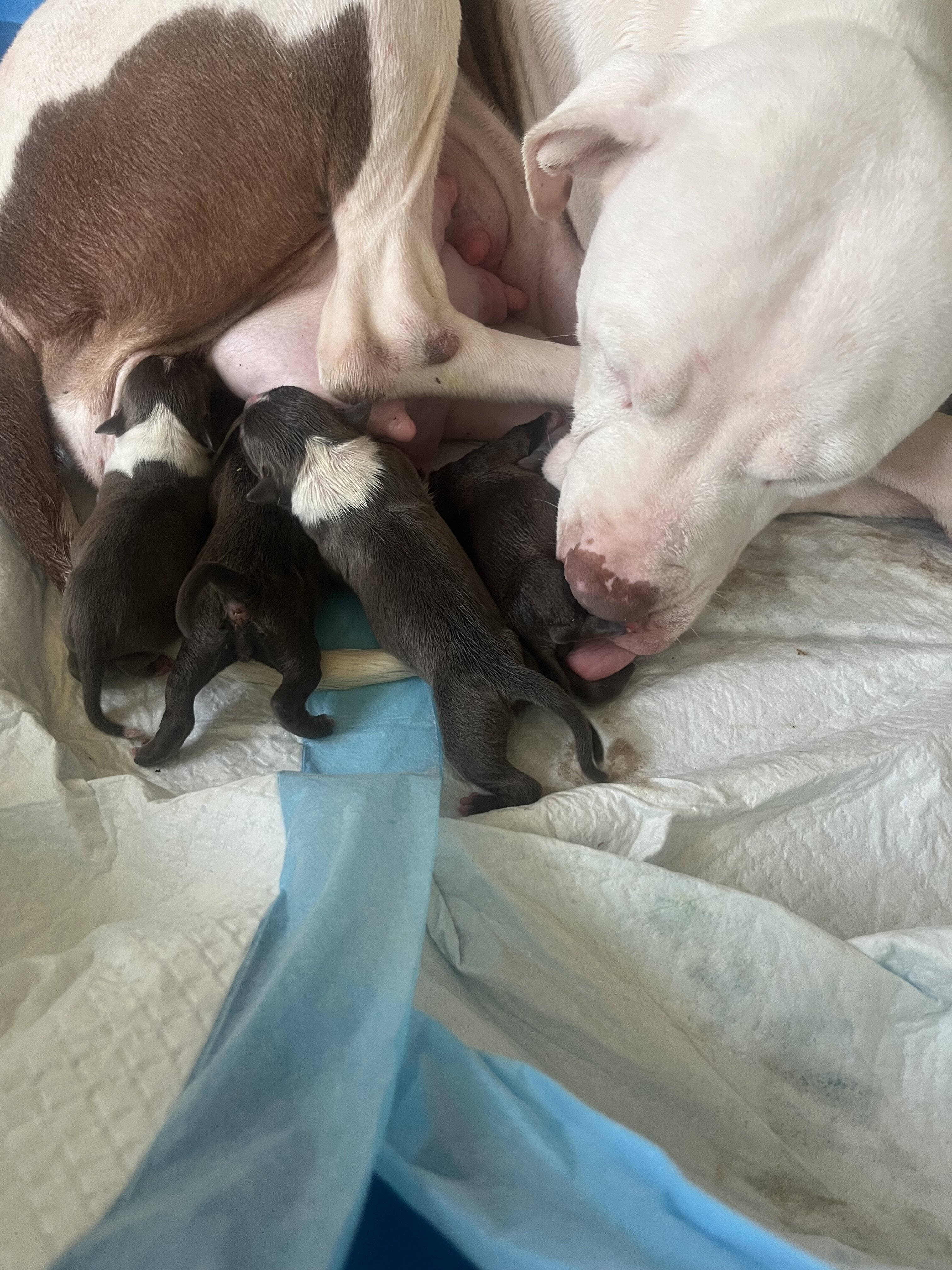 Pitties image 2
