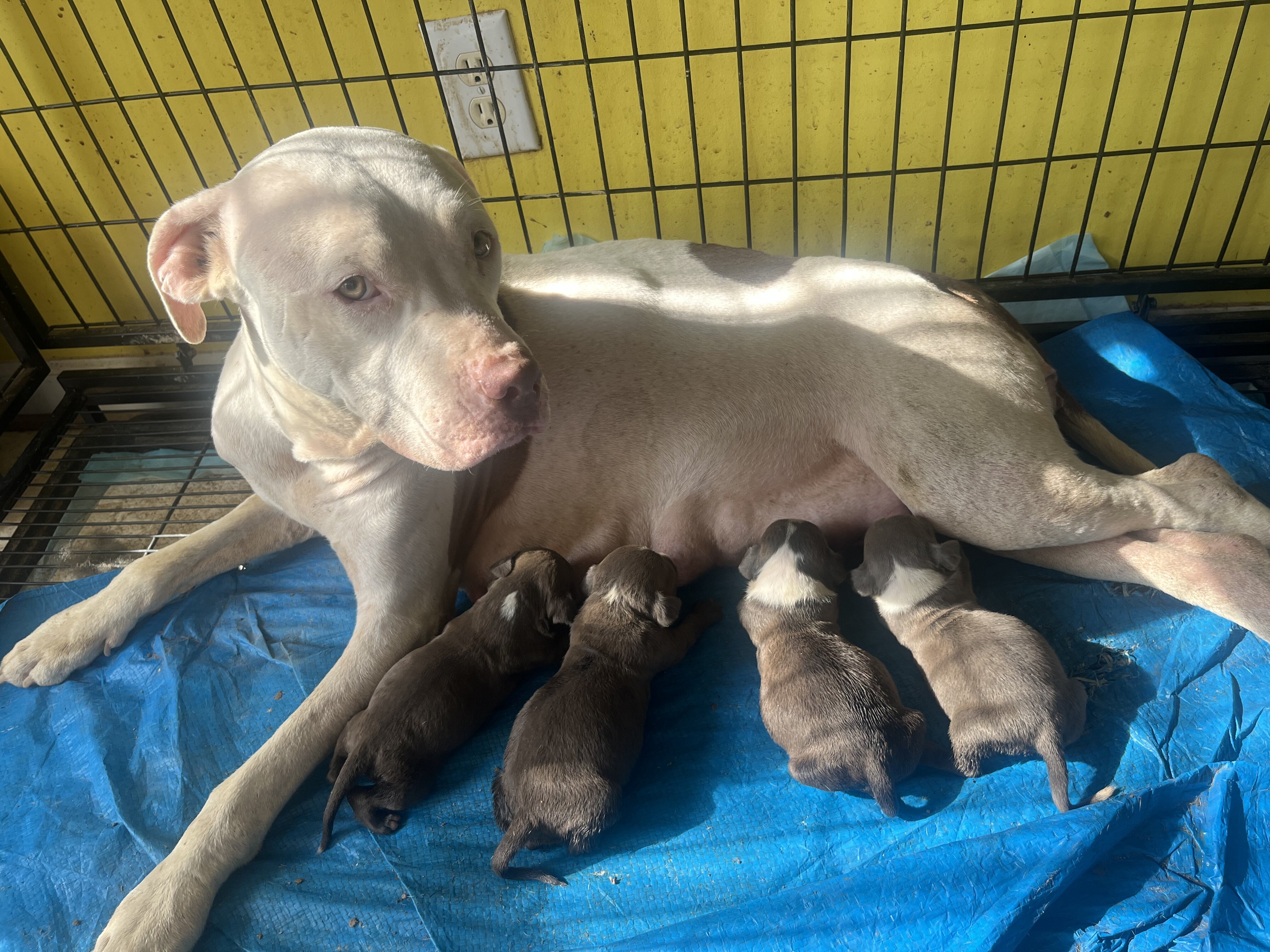 Pitties image 1
