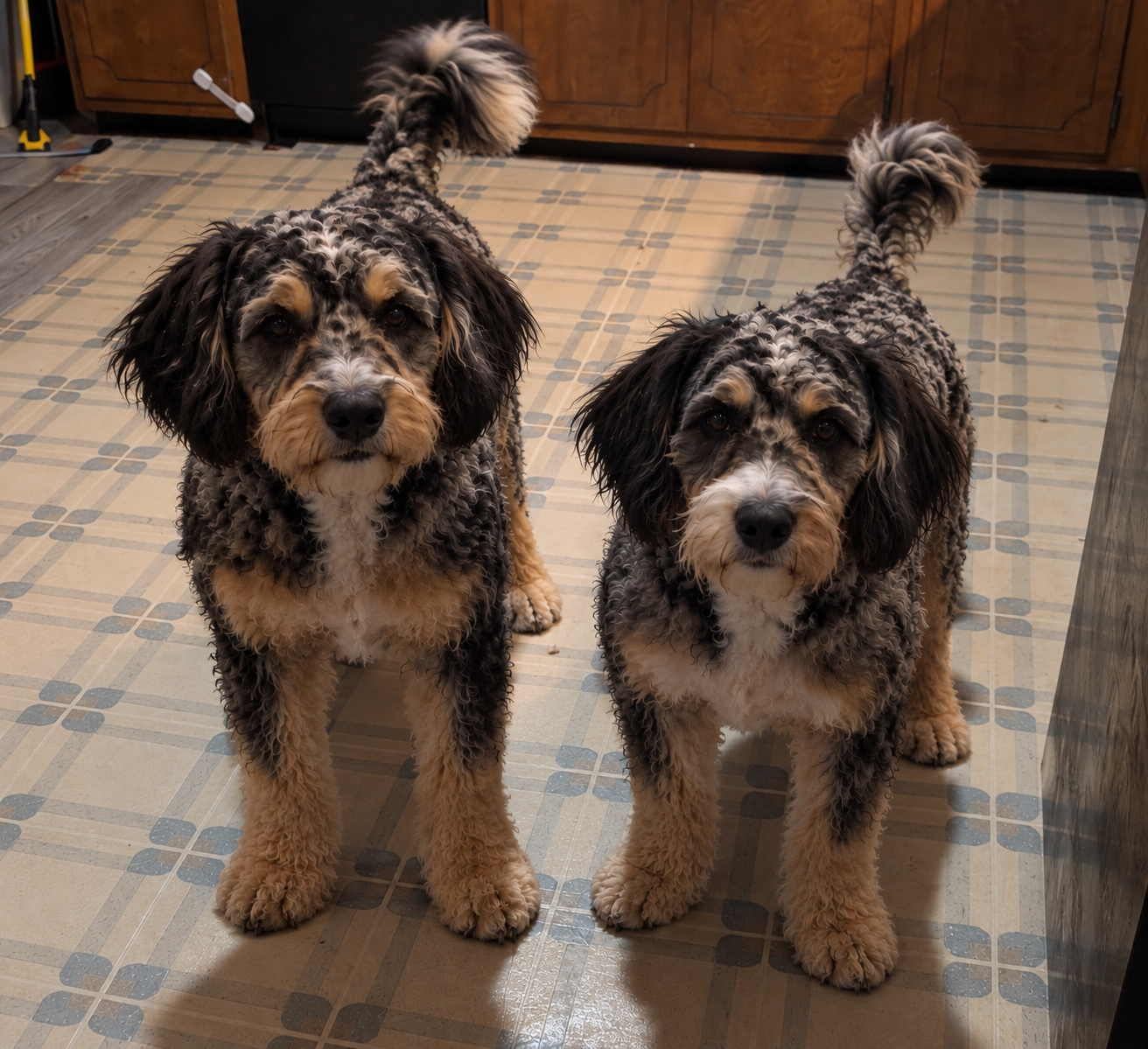 Rehoming my dogs image 1